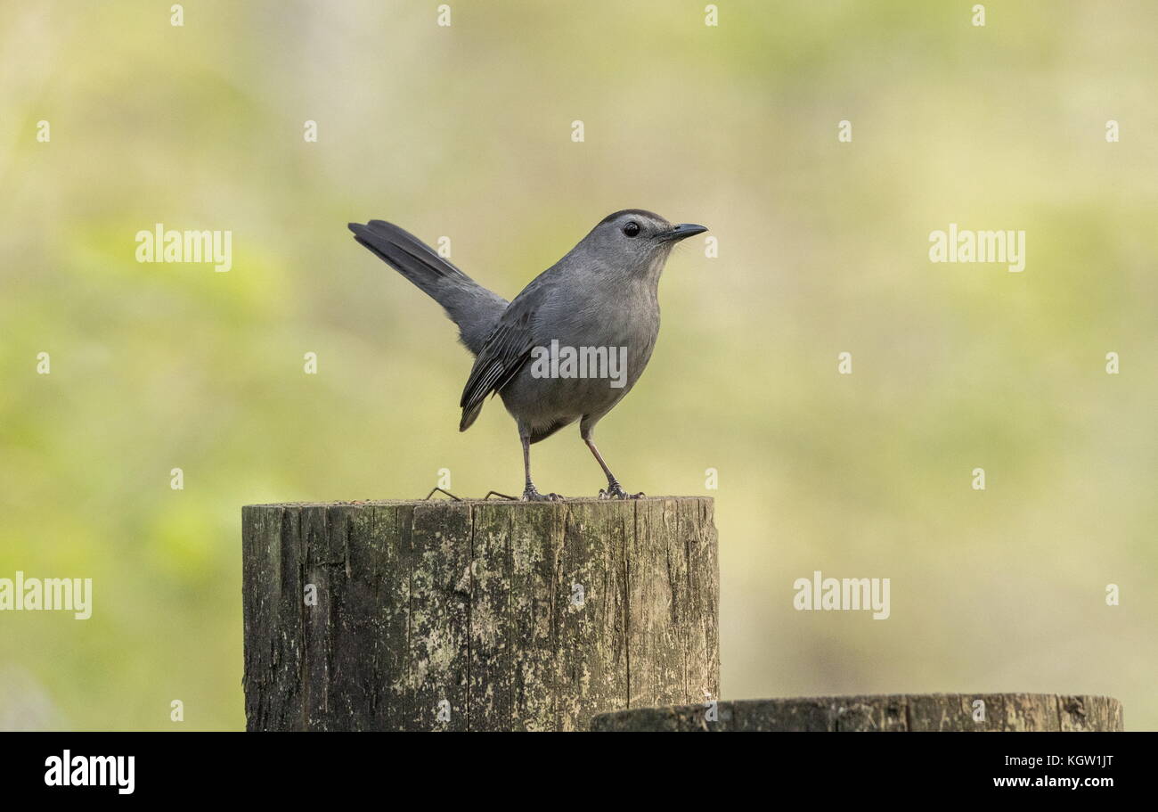 Grau catbird, Dumetella carolinensis, auf Post in Garten, Florida thront. Stockfoto