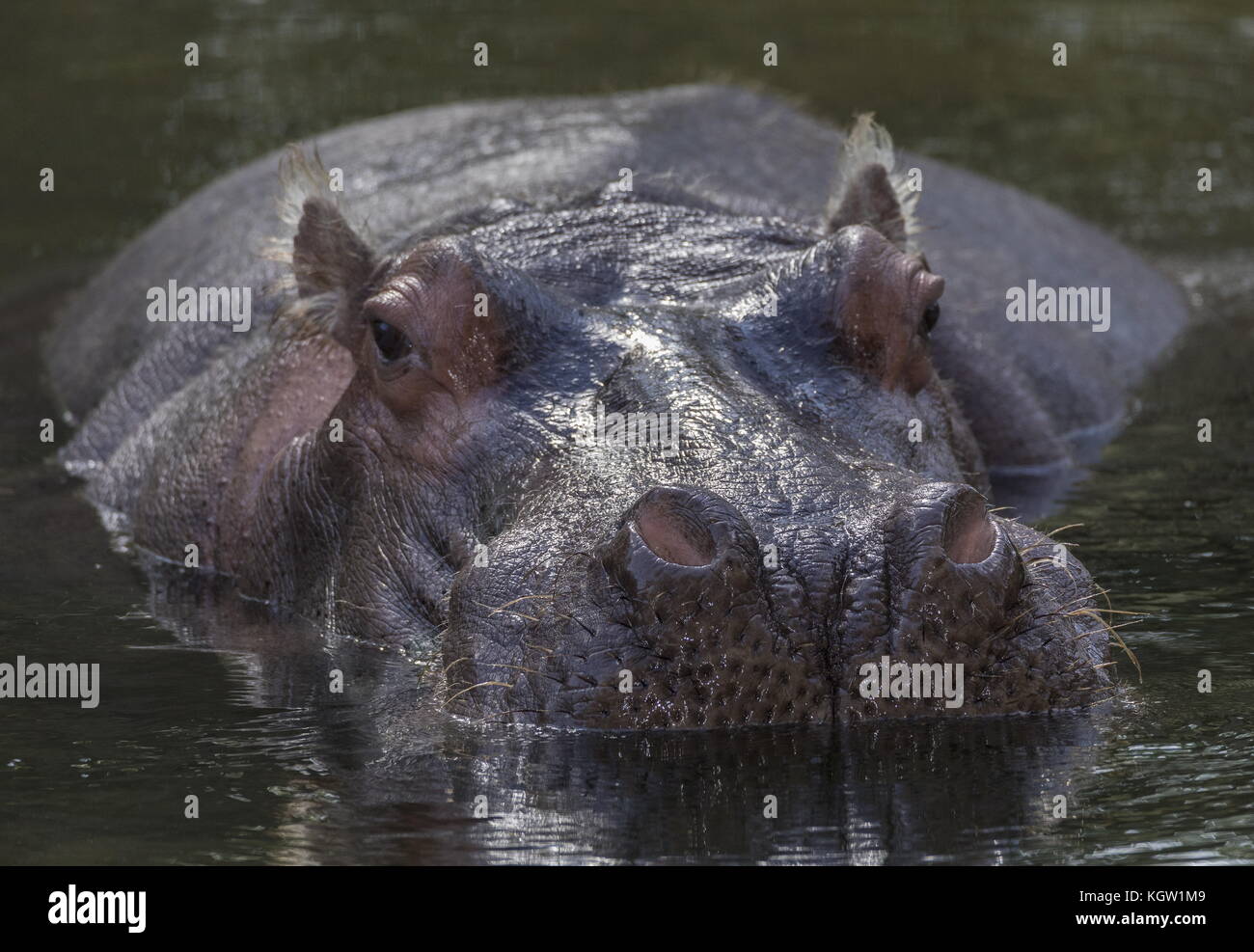 Gemeinsame Nilpferd, Hippopotamus amphibius, im Wasser ruhen. Stockfoto