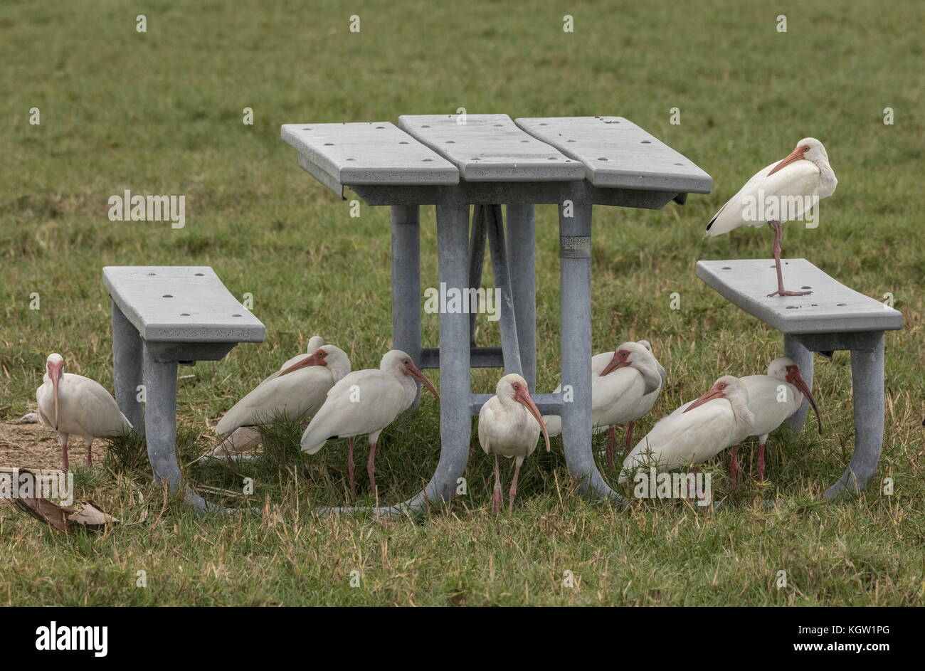 American White ibis, Eudocimus Albus versammeln sich um Picknicktisch, Everglades, Florida. Stockfoto