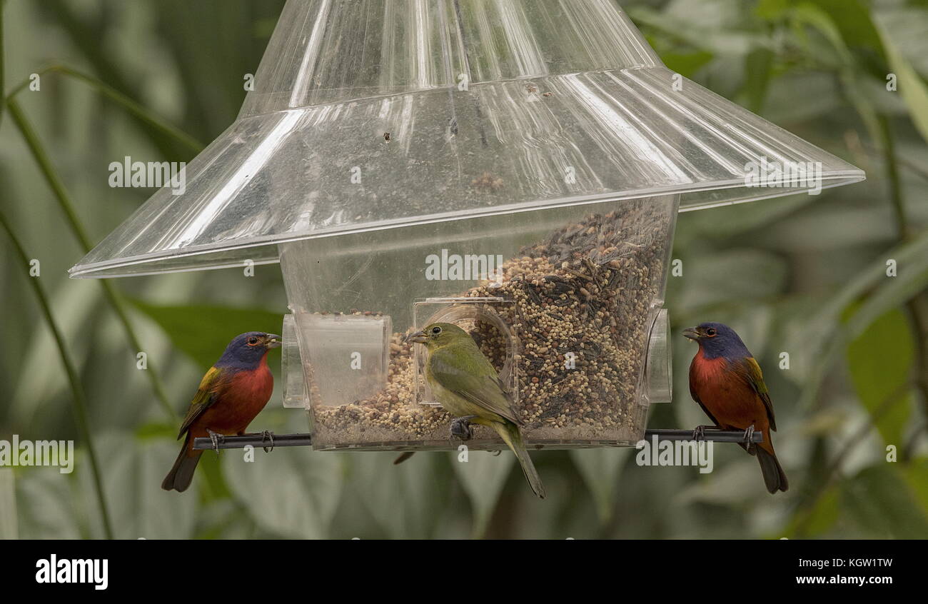 Malte Wimpel, Passerina ciris, Bird Feeder, im südlichen Florida überwintern. Stockfoto