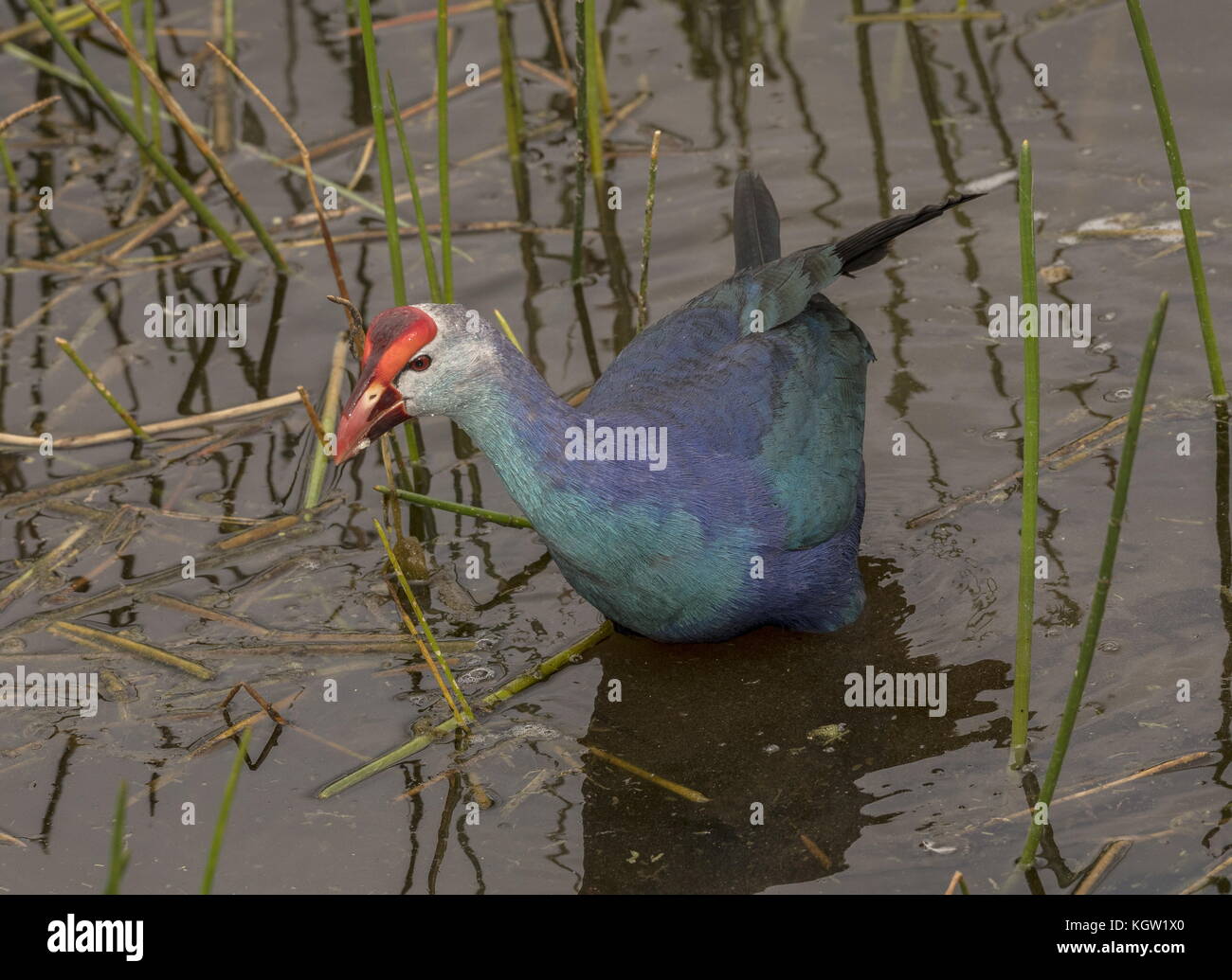 Graue haben, Porphyrio poliocephalus, eingeführt und gedeiht in Florida Feuchtgebiete. Stockfoto