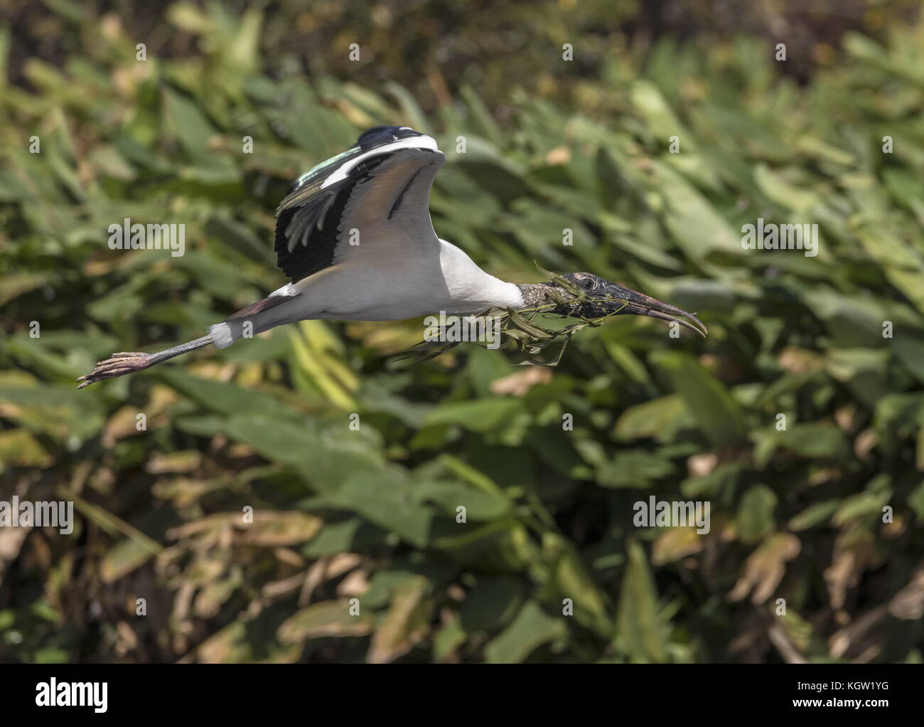 Holz Storch, Mycteria americana, in Flug Nistmaterial in der Kolonie, South Florida. Stockfoto