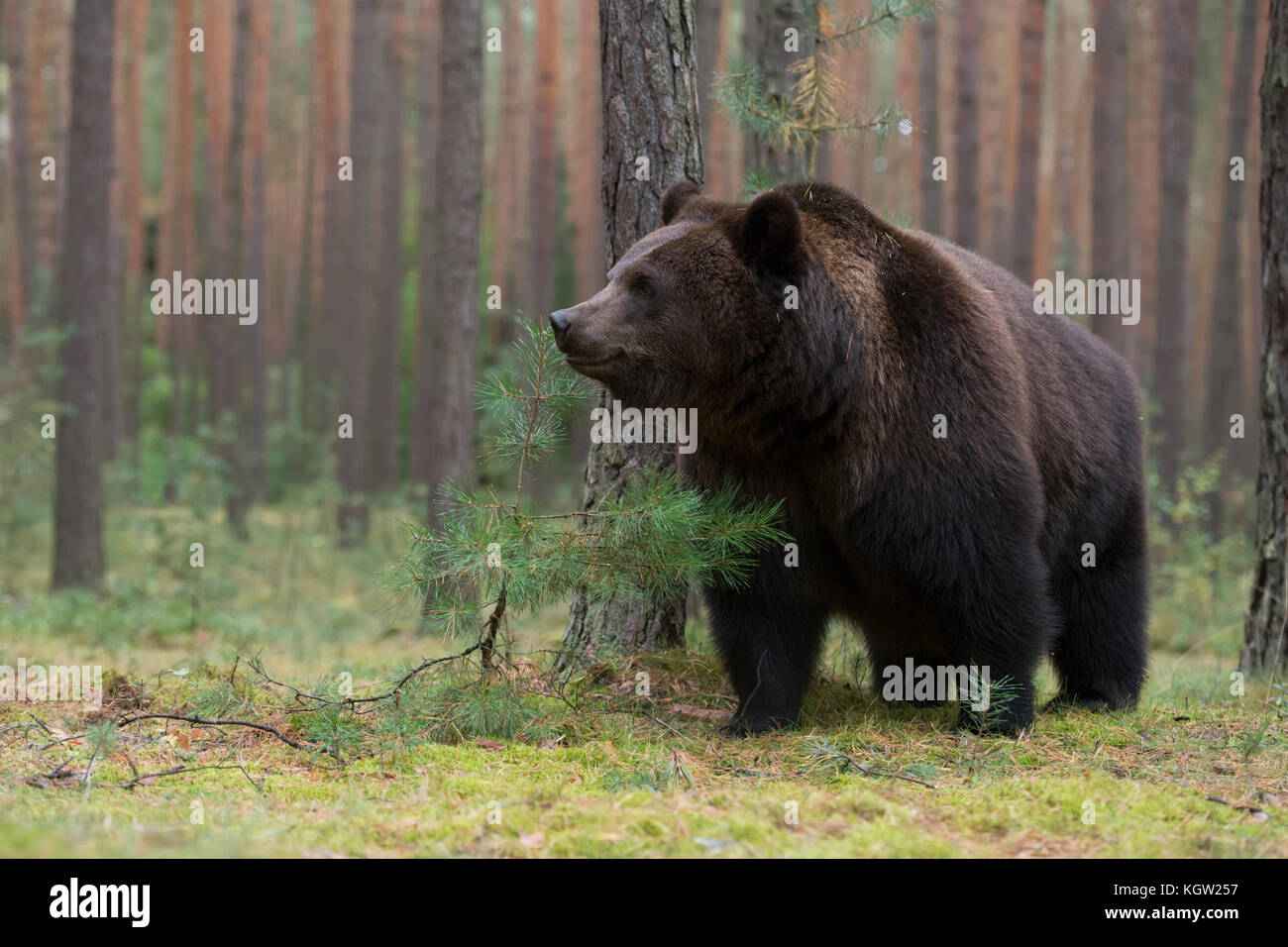 Braunbär / Braunbaer ( Ursus arctos ), junger Erwachsener, stehend im Untergrund eines borealen Kiefernwaldes, wartend, neugierig schauend, Europa. Stockfoto