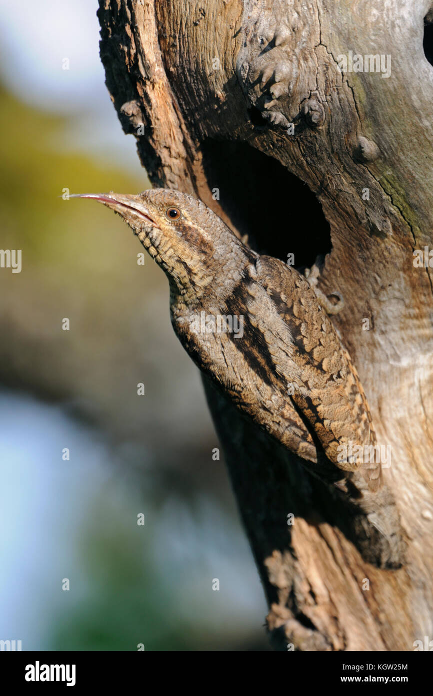 Eurasischen Wendehals (Jynx torquilla) vor seinem Nest Loch, Anzeigen, Reinigung thront, Stacheldraht heraus seinen langen, klebrigen Zunge, Europa. Stockfoto
