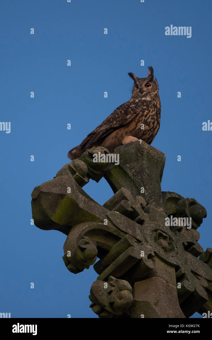 Eule ( Bubo bubo ) erwachsenes Männchen, auf einem Kirchturm thront, altes Kreuz, aufmerksam beobachten, gegen blauen Abendhimmel geschossen, nachts, Europa Stockfoto