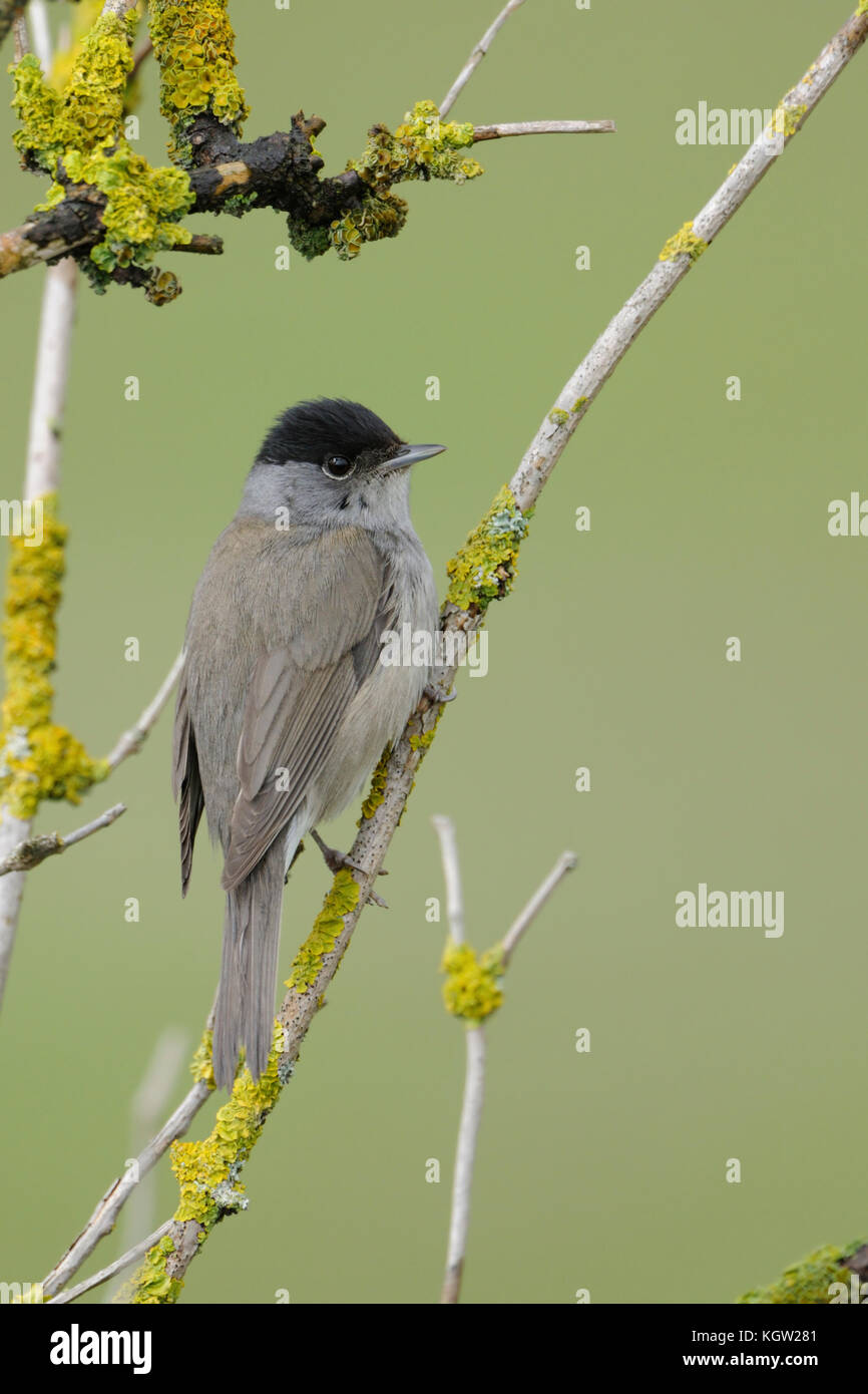 Männchen Blackcap / Moenchsgrasmuecke ( Sylvia atricapilla ), erwachsenes Männchen in Zuchtkleidung, auf trockenen Ästen eines älteren Busches thront, Wildtiere, Europa. Stockfoto