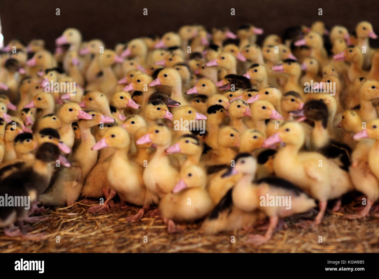 Nahaufnahme von baby Enten in der Farm Stockfoto