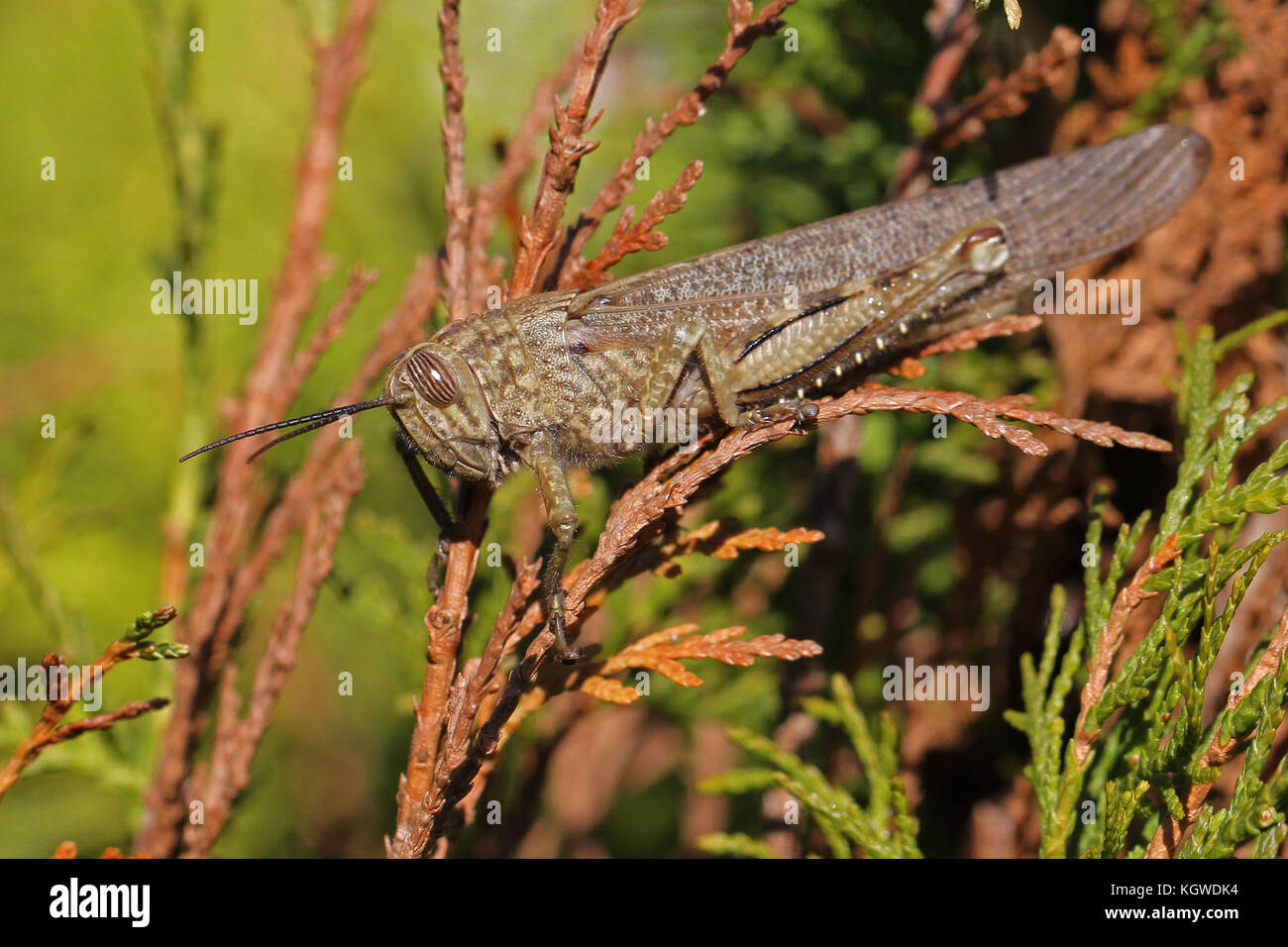 gyptische oder riesige Heuschrecke Nahaufnahme lateinischer Name  anacridium aegyptium auf einem thuja Baum lateinisch arbor vitae  Cupressaceae mit streifiger Auge in Italien Stockfotografie - Alamy