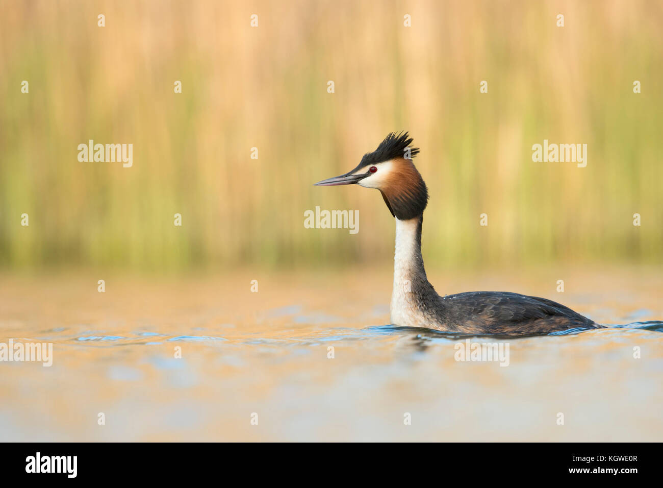 Haubentaucher (Podiceps cristatus) Schwimmen, Stretching seinen Hals, Kopf, aufmerksam, vor hellem Hintergrund, Europa. Stockfoto
