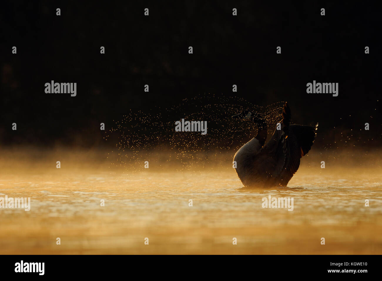 Kanadagans (Branta canadensis), einsam nach Vogel in warme Hintergrundbeleuchtung, das erste Morgenlicht, seine Flügel, fliegen Wassertropfen, voller Atmosphäre Stockfoto