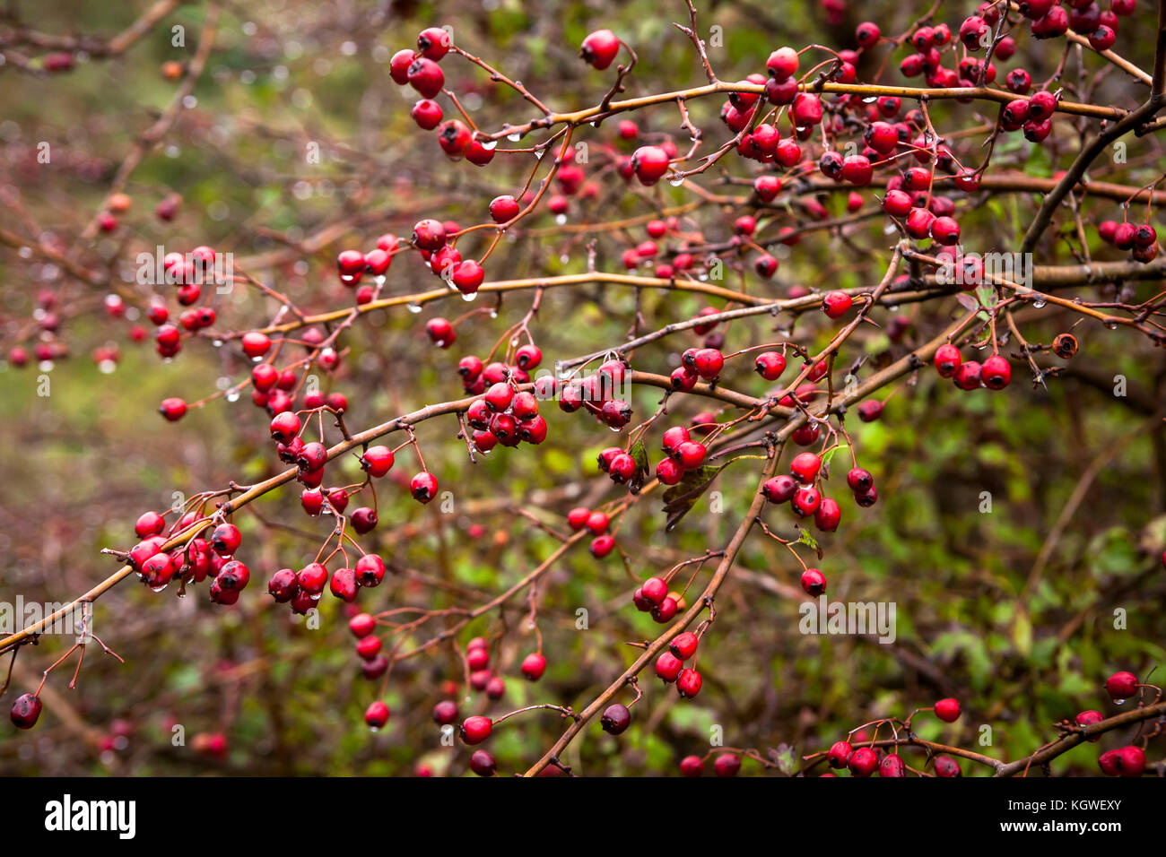 Niederlande, Zeeland, Weißdorn (lat. Crataegus) im Naturpark Oranjezon bei Vrouwenpolder auf der Halbinsel Walcheren Niederlande, Zeeland, Weis Stockfoto