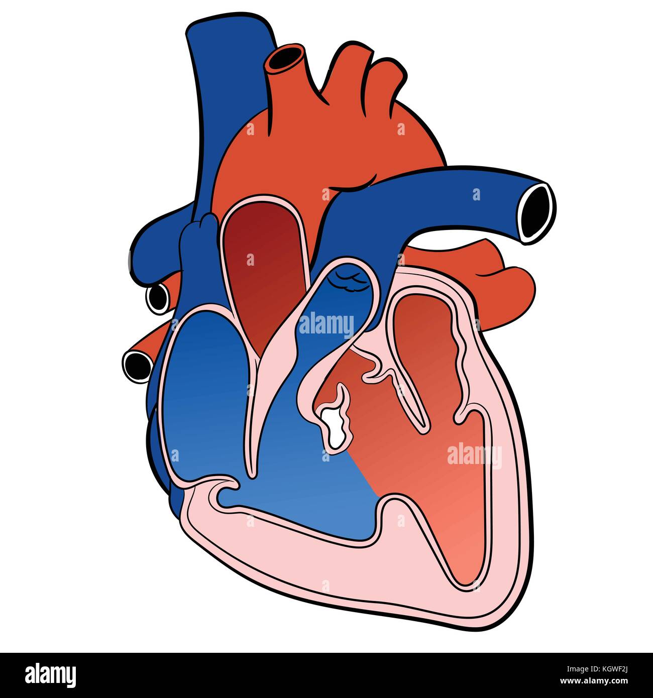 Abbildung: Herz Kreislauf System auf weißem Hintergrund mit roten und blauen Farbe isoliert-Vector Illustration Stock Vektor