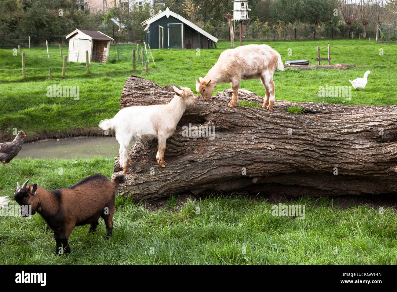 Niederlande, Zeeland, Ziegen und Geflügel auf einem Bauernhof. Niederlande, Zeeland, Ziegen und Gefluegel auf einem Bauernhof. Stockfoto