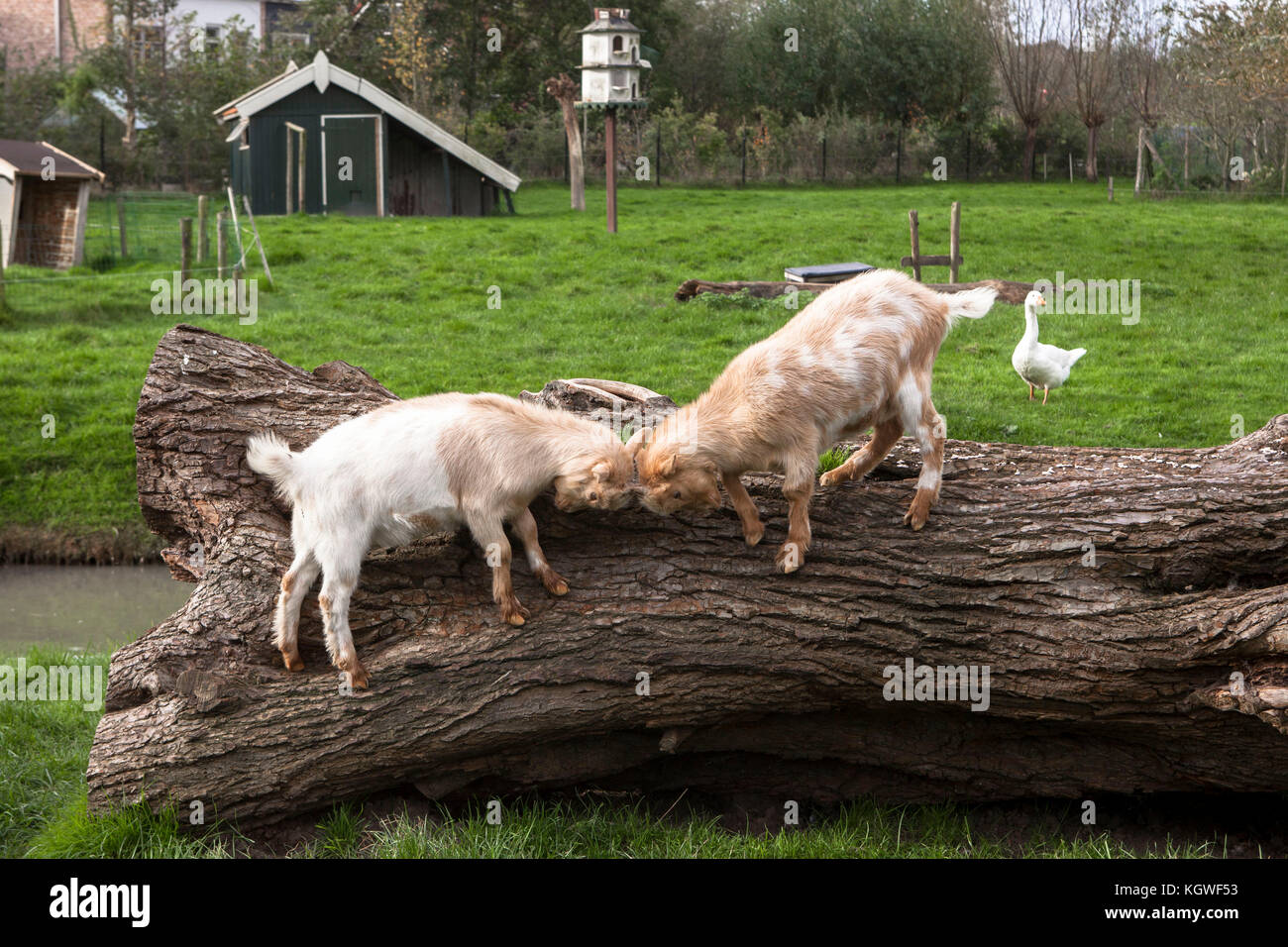 Niederlande, Zeeland, Ziegen und Geflügel auf einem Bauernhof. Niederlande, Zeeland, Ziegen und Gefluegel auf einem Bauernhof. Stockfoto