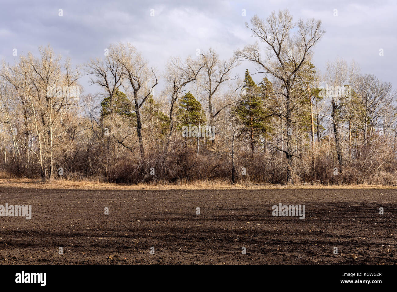 Ansicht eines gepflügten Feldes und Bäume am Rand des Feldes auf dem Hintergrund bewölkter Himmel im Frühjahr Stockfoto