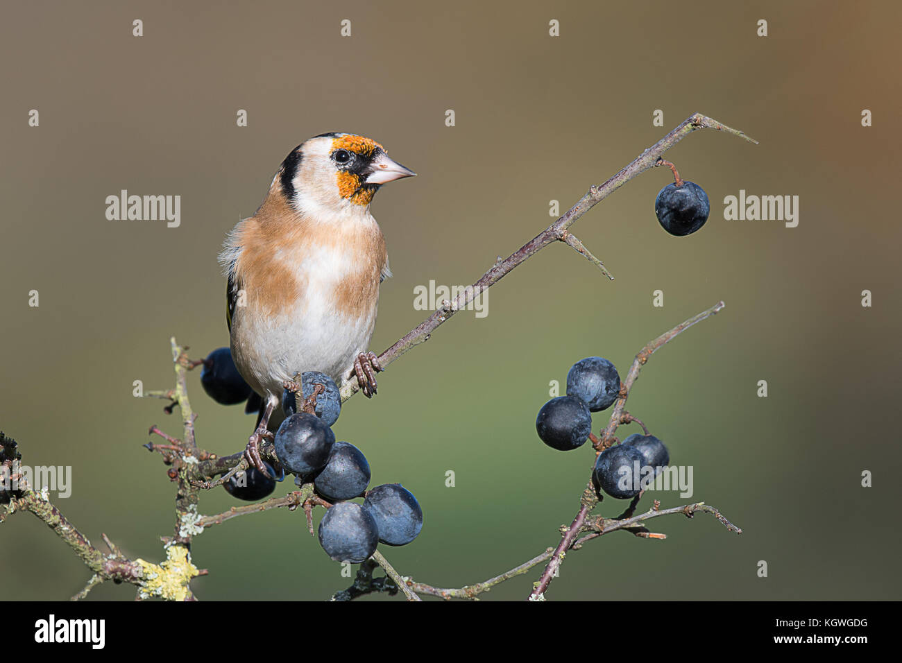 Ein ausführliches Porträt eines jungen Jugendlichen Stieglitz auf einem blackthorn Zweig mit schlehe gehockt und Suchen nach rechts Stockfoto