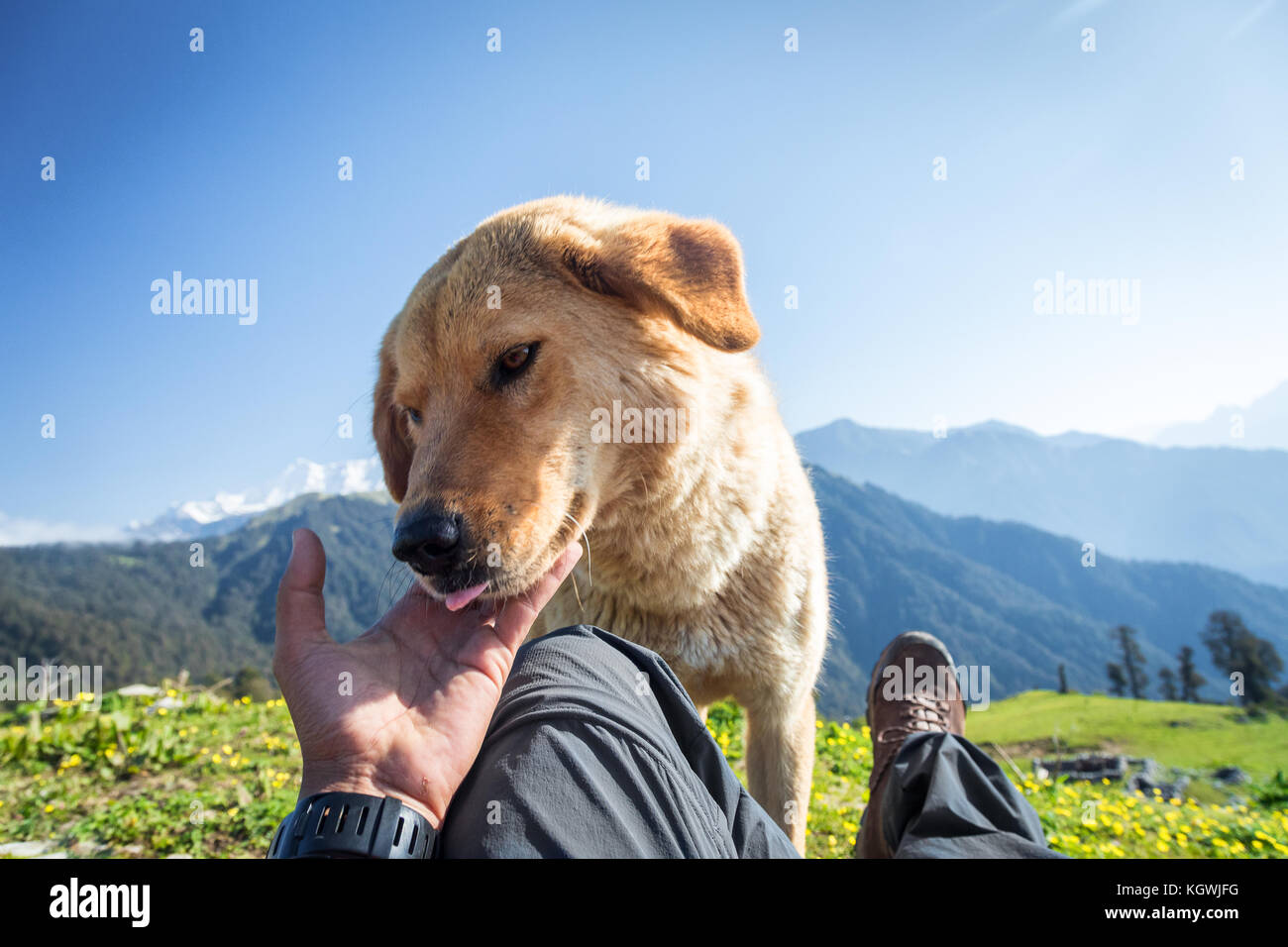 Die geschwollene Himalayan Hunde sind eine der besten Reisebegleiter, sie brauchen von uns etwas zu Essen und viele Streicheleinheiten und Liebe. Stockfoto