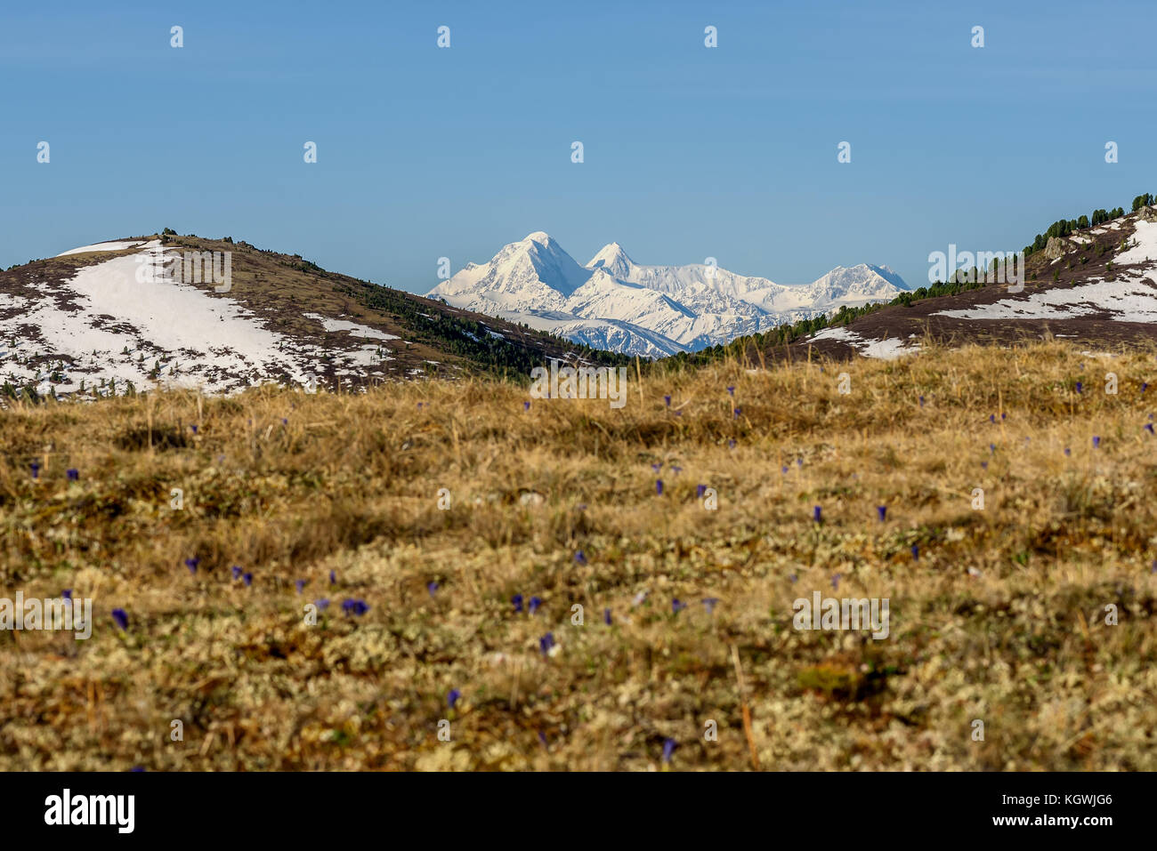 Malerische Aussicht mit trockenem Gras und Blumen auf einem Hintergrund der Berge mit Schnee an einem sonnigen Tag abgedeckt Stockfoto
