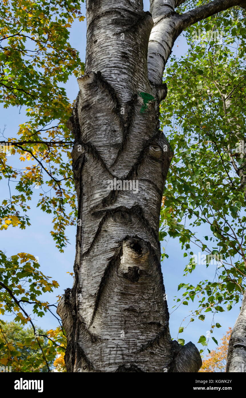 Birke oder Betula Alba Baum mit Schönheit, Stamm, Rinde und Blätter im Herbst in der populären zaimov Park, Sofia, Bulgarien Stockfoto