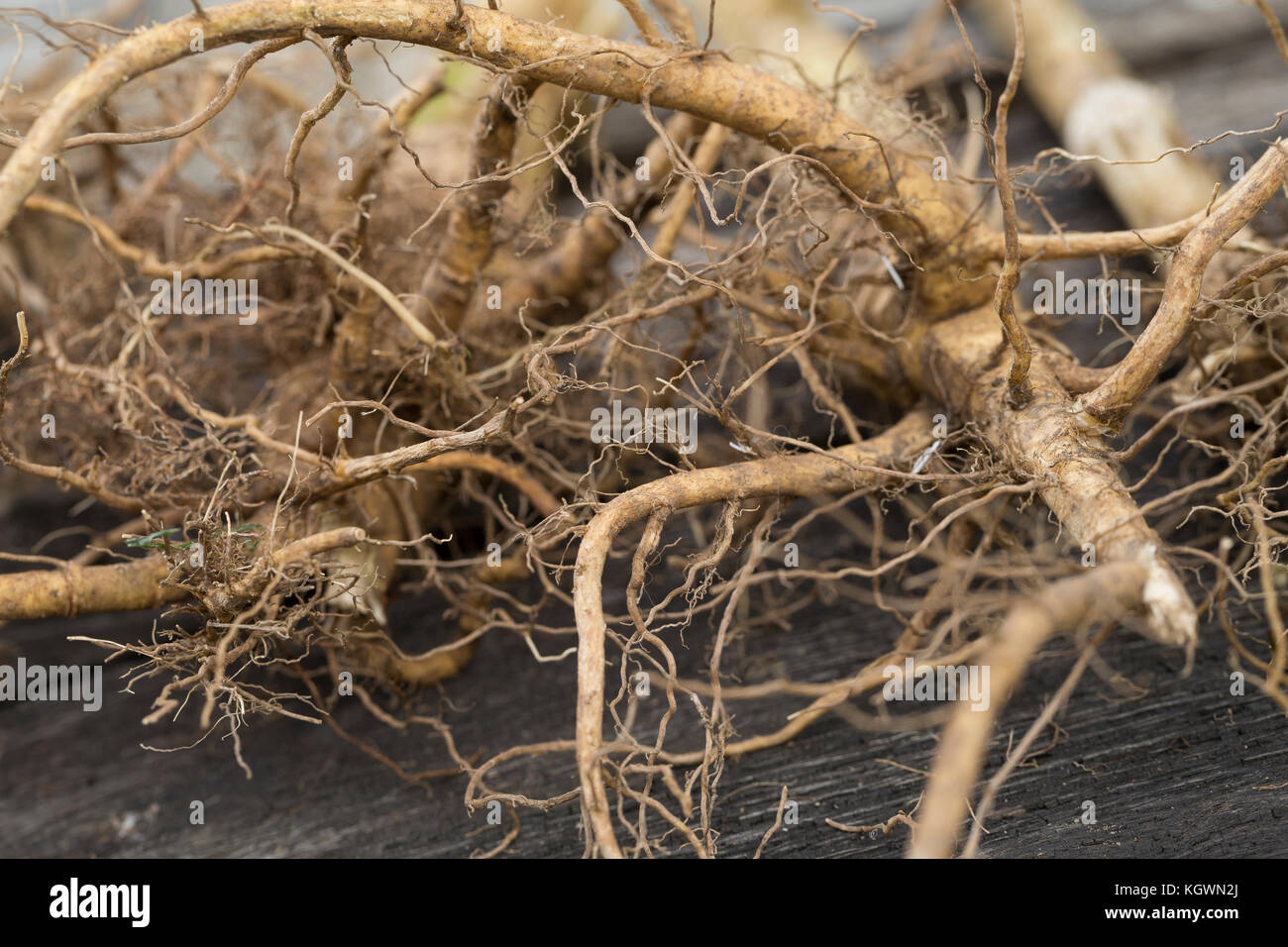 Wilde Karde, Wurzel, Wurzeln, Wurzelstock, Kardenwurzel, Karden-Wurzel, Kardenwurzeln, Dipsacus fullonum, SYN. Dipsacus sylvestris, Fuller-Teelöffel, w Stockfoto