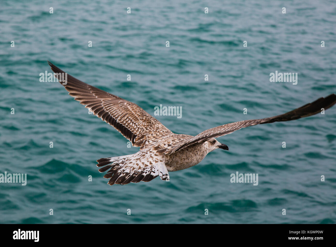 Möwen im Hafen von Sagres. südwestlichen atlantischen Küste von Portugal. Stockfoto