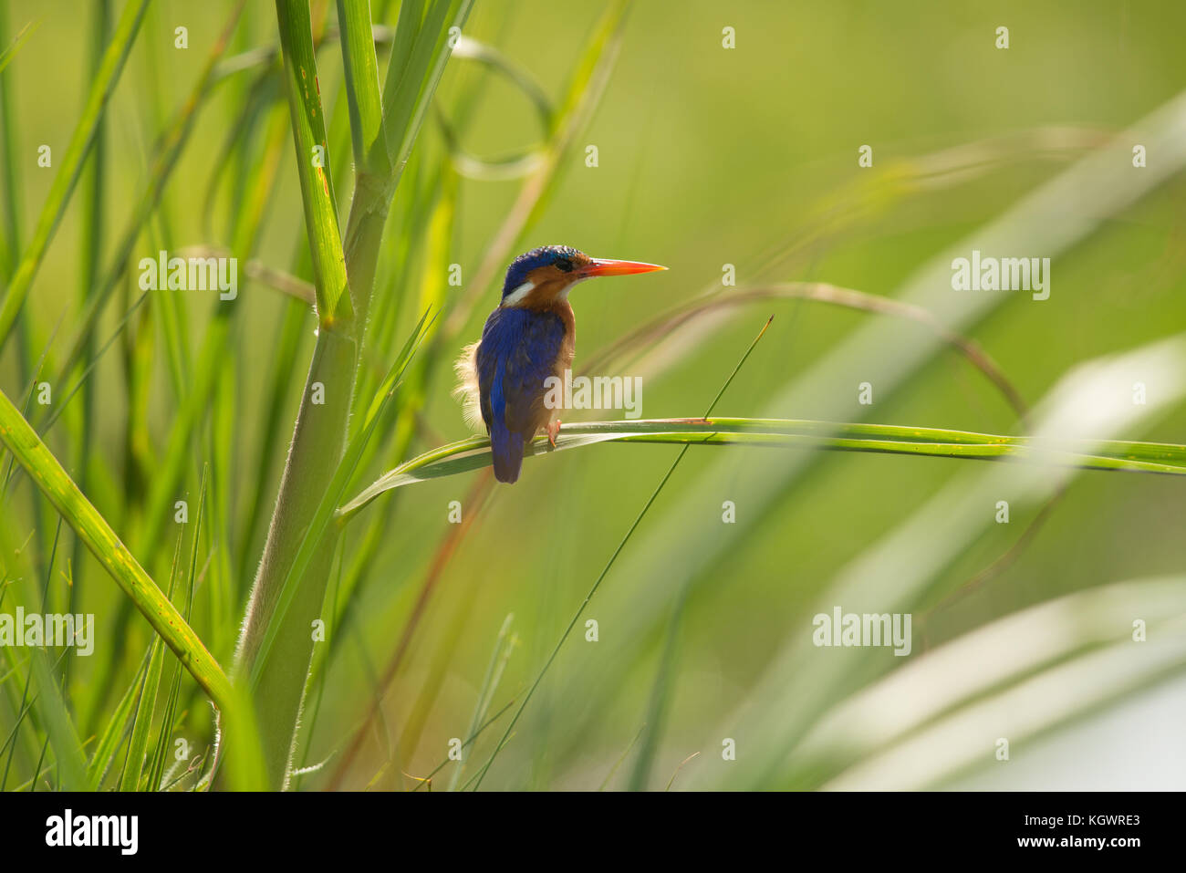 Malachite Kingfisher, zwischen Schilf in Uganda thront. Stockfoto