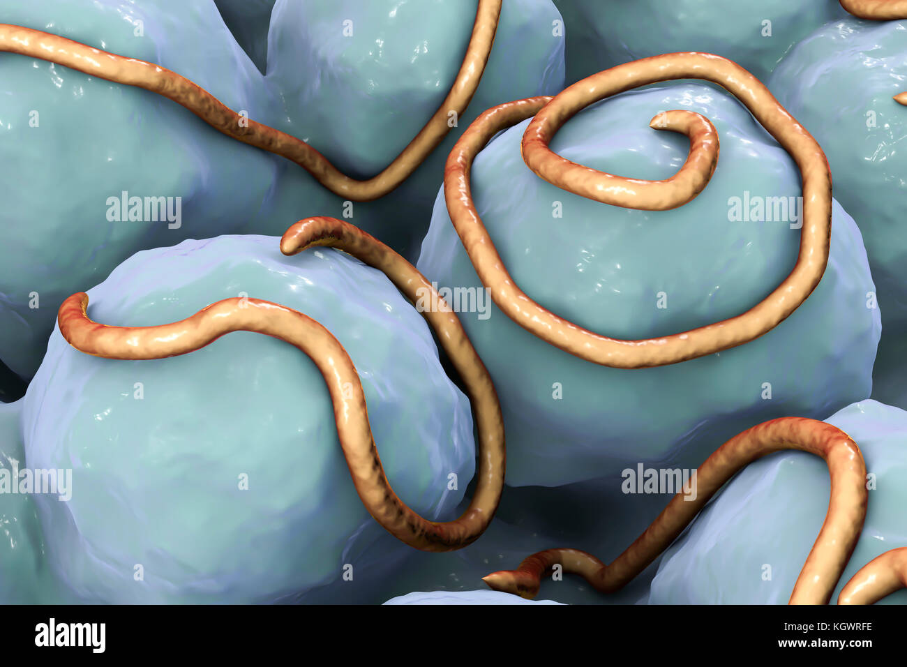 Fadenwürmer im Darm. Computer zeigt mehrere Fadenwürmer (Enterobius sp.) im Innenraum eines menschlichen Darm. Fadenwürmer Nematoden sind Würmer, der große Darm und Caecum von vielen Tieren schmarotzen. Beim Menschen die gemeinsamen Infektion enterobiasis verursachen. Nematoden sind nicht segmentierten Würmer, Parasiten oder frei sein - Leben je nach Art. Stockfoto