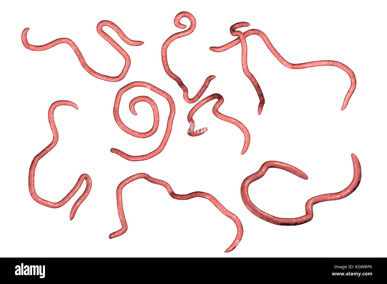 Fadenwürmer, computer Abbildung. Fadenwürmer Nematoden sind Würmer, der große Darm und Caecum von vielen Tieren schmarotzen. Beim Menschen die gemeinsamen Infektion enterobiasis verursachen. Nematoden sind nicht segmentierten Würmer, Parasiten oder frei sein - Leben je nach Art. Stockfoto
