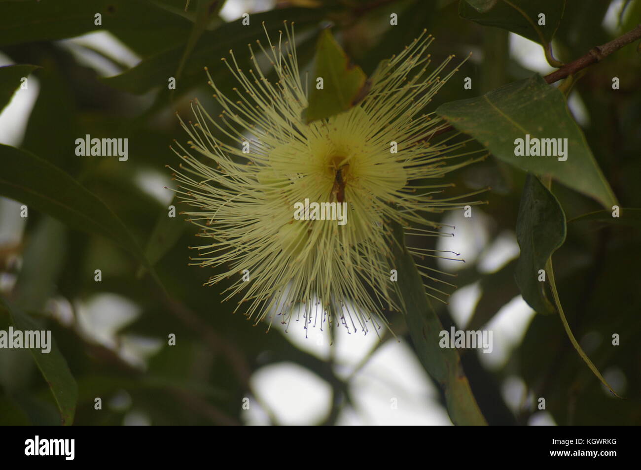 Gelbe Blume auf Park Honduras Stockfoto