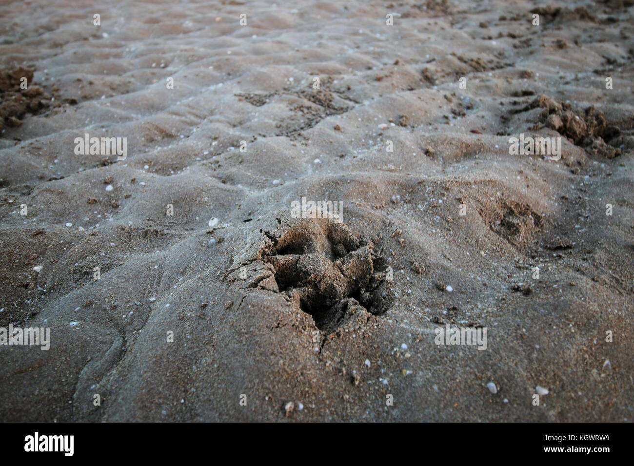 Hund Platzbedarf am Strand in Darwin, Northern Territory, Australien Stockfoto