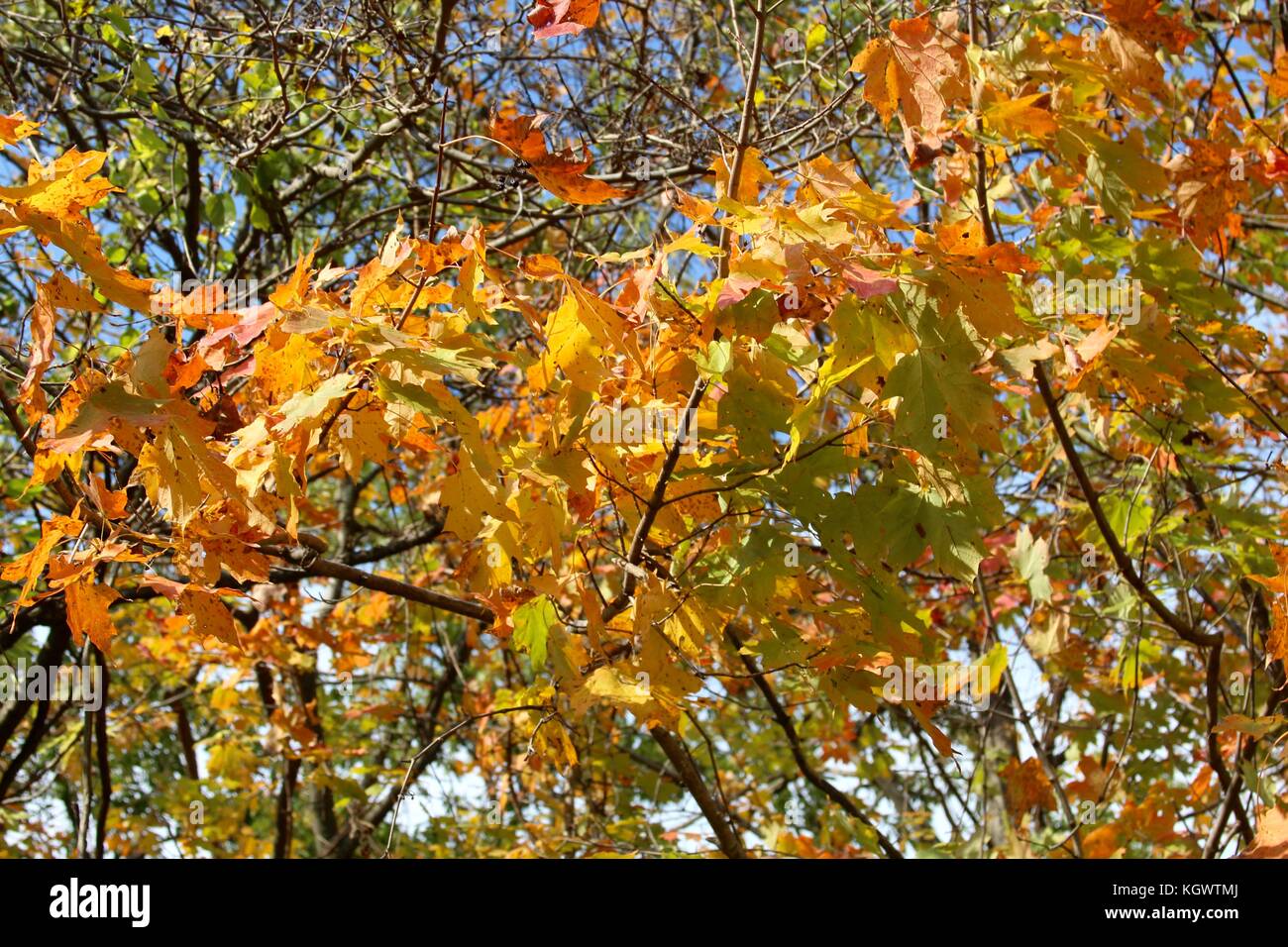 Die Farben der Herbstsaison. Stockfoto