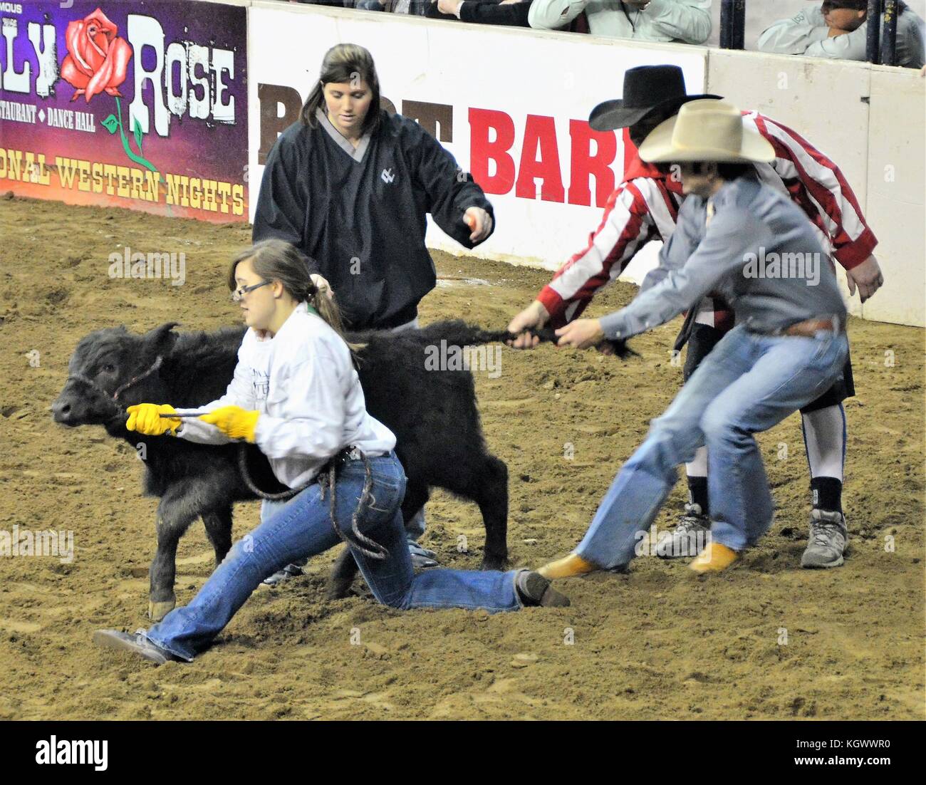 Catch-a-Kalb Wettbewerb an der Denver Rodeo Stockfoto