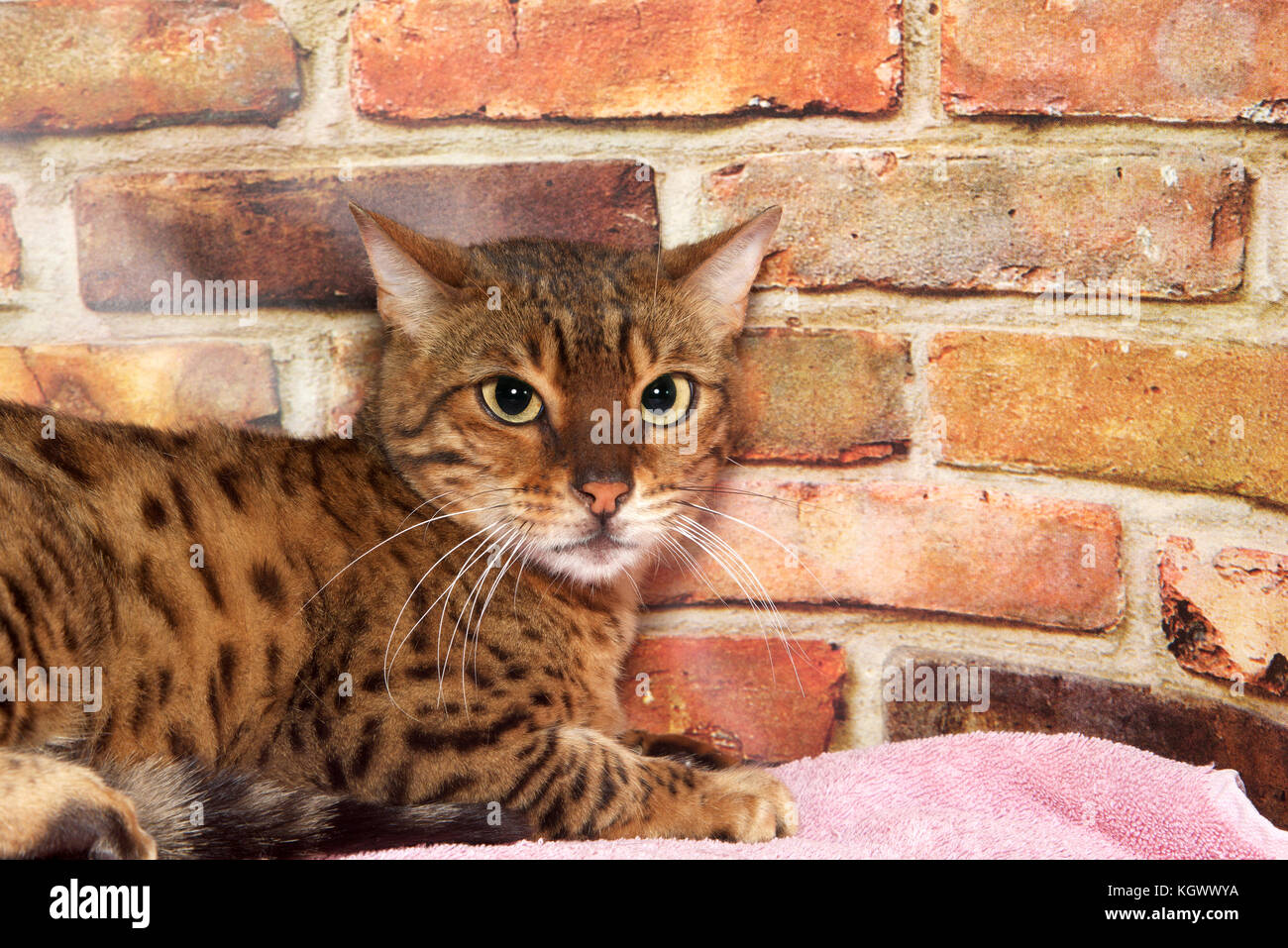 Porträt einer Bengalkatze, auf die Zuschauer direkt mit einem unglücklichen Blick auf seinem Gesicht. Festlegung auf ein rosa Decke, Wand Hintergrund. Stockfoto