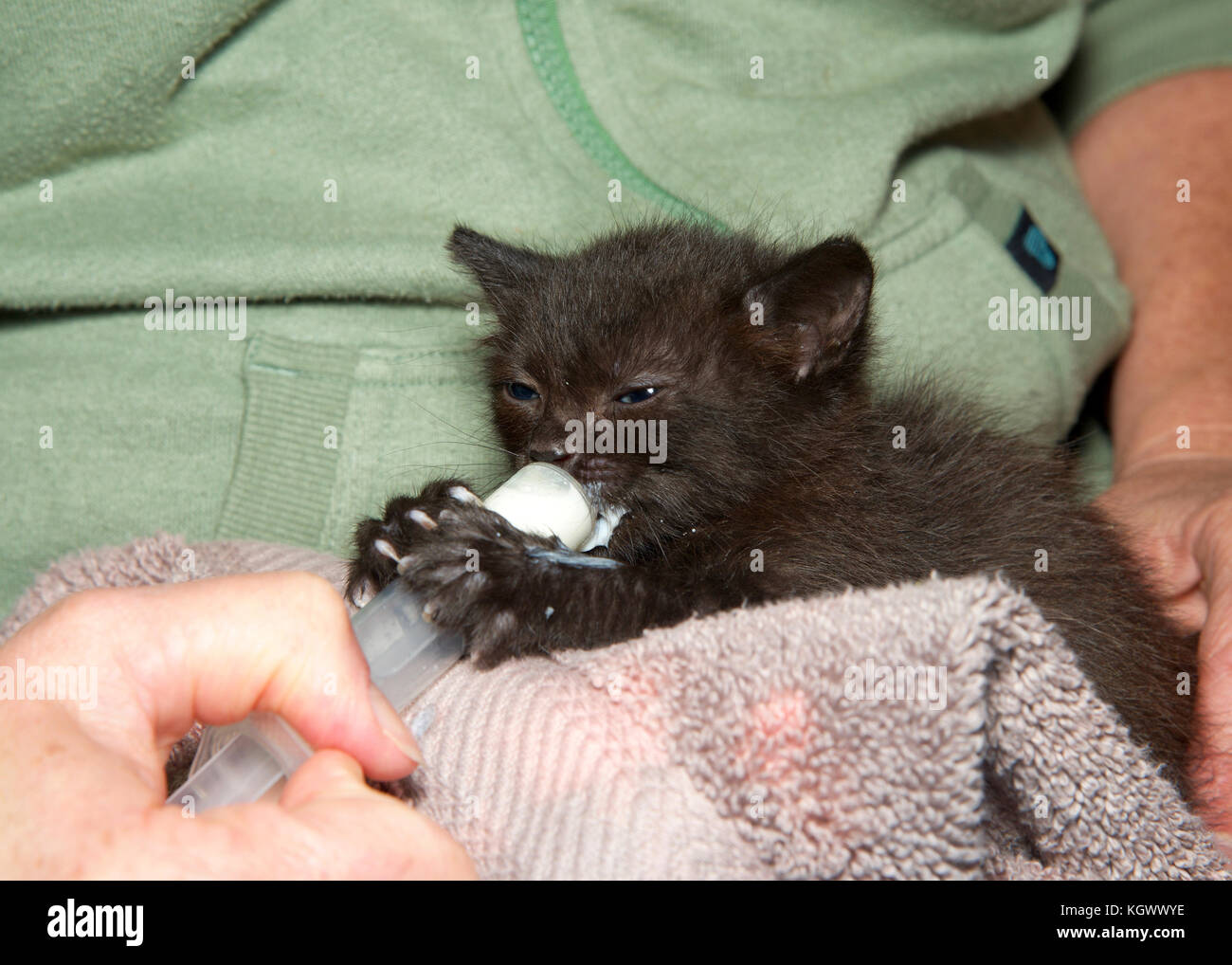 Zwei Wochen Alte Schwarze Katze Spritze Gefüttert Formel