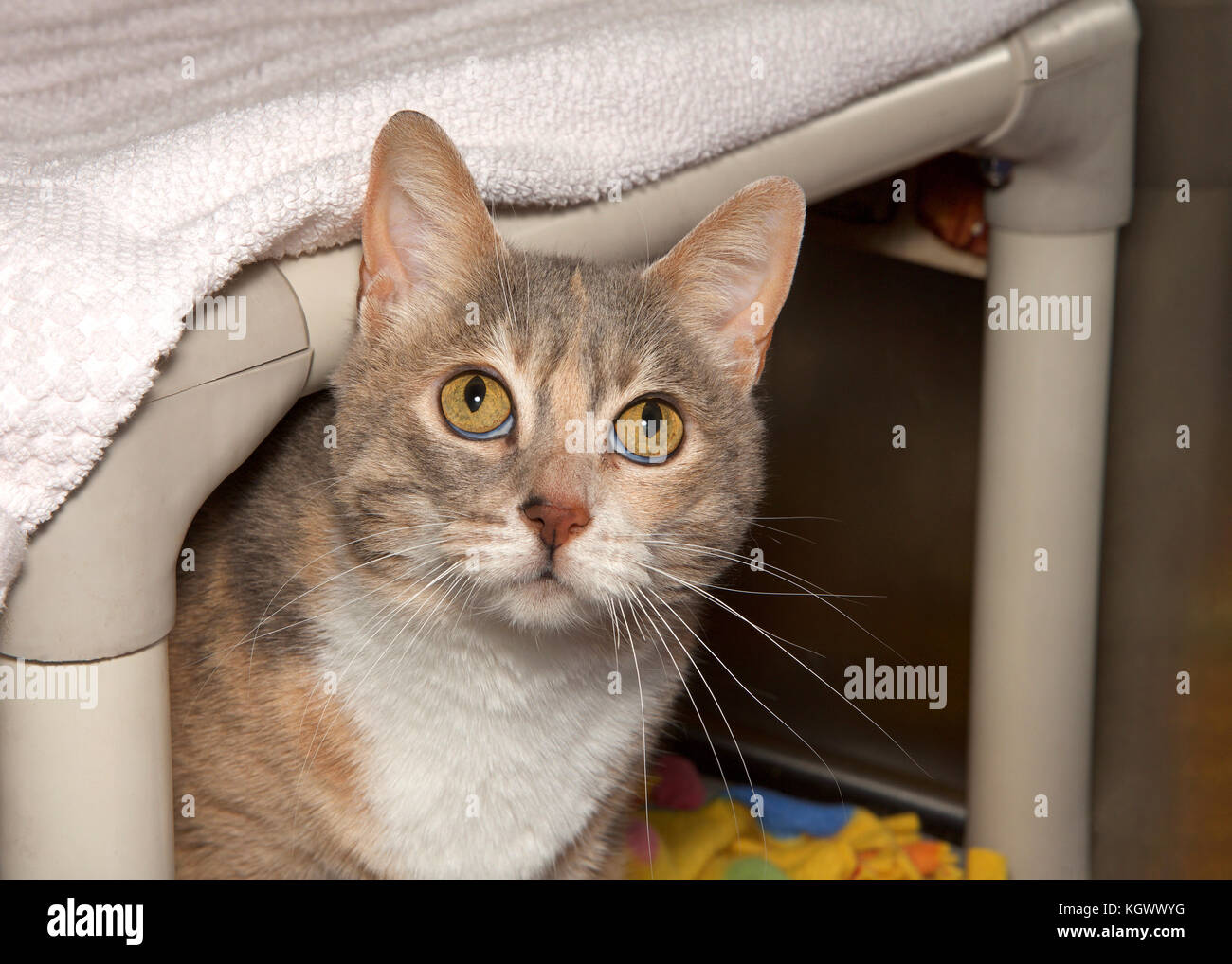 Verdünnte Calico Cat, Peaking versteckt unter ihrem Bett, die Suche nach oben Viewer an die Decke. Misstrauische, unsicher, ängstlich, Tier Stockfoto