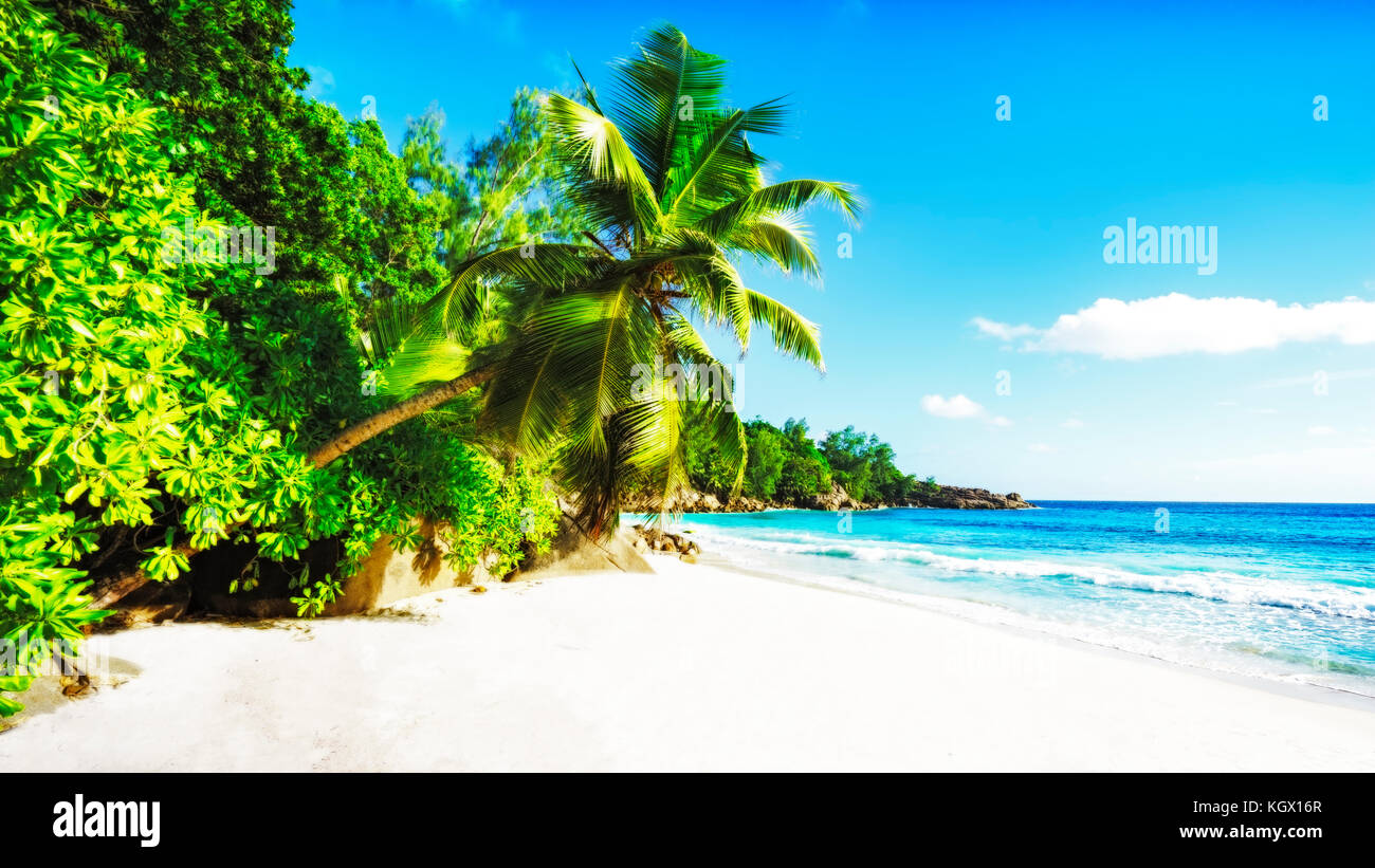 Eine Palme und Granitfelsen im weißen Sand auf den Seychellen Strand. Einfach paradiesisch... Stockfoto