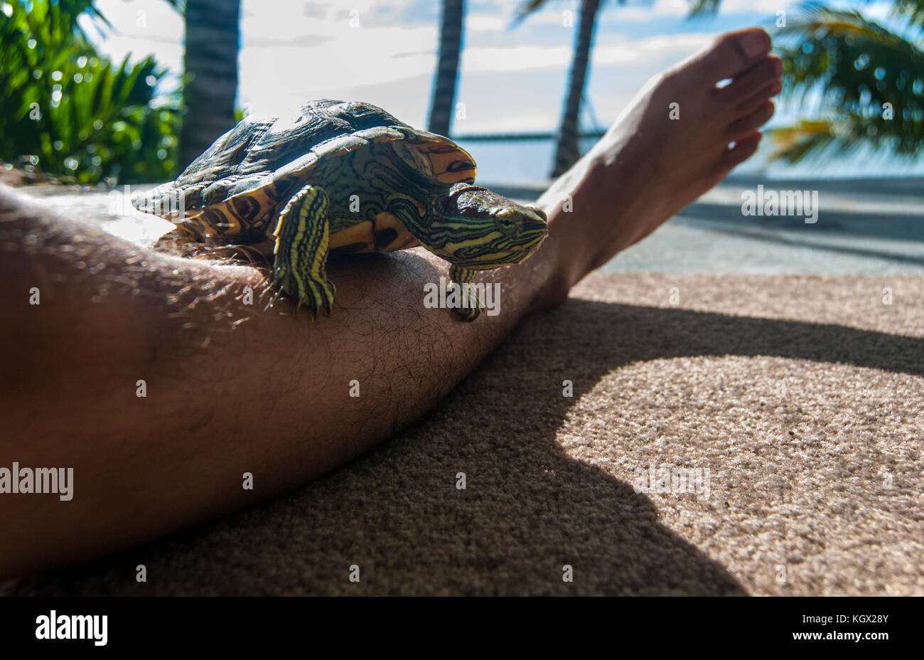 Schildkröte beobachten diskret auf dem Bein des Besitzers Stockfoto