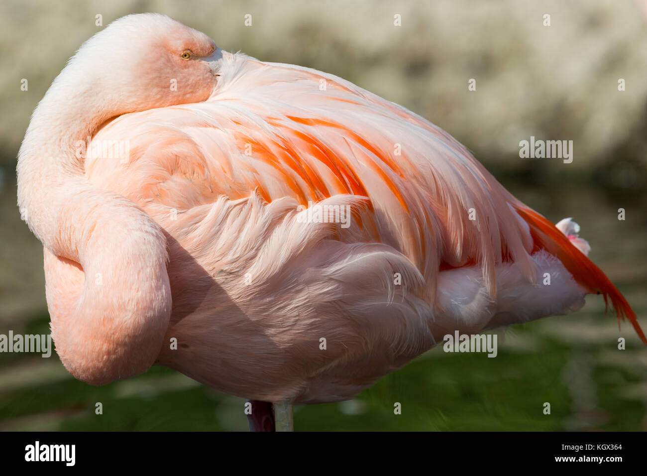 Seitenansicht von entspannenden Chilenischer Flamingo (Phoenicopterus sp.) Schnabel im Gefieder Stockfoto