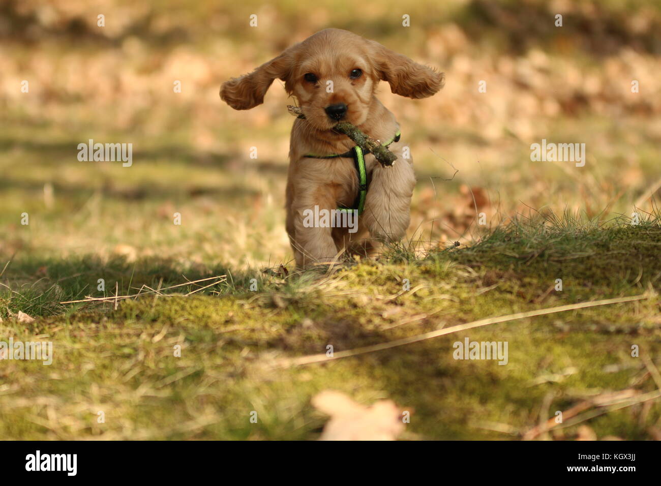 Ein cute puppy golden Cocker Spaniel ist Wandern und Spielen im Wald. Er ist glücklich zu sein. Er hält den Stock in den Mund. Stockfoto