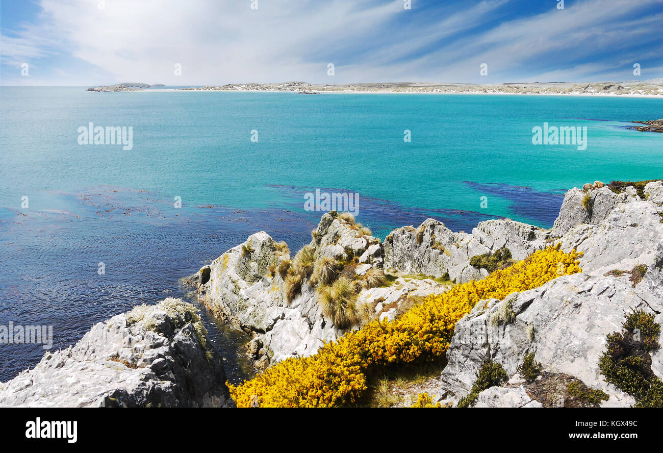 Felsige Küste und Gelber Ginster Blumen, Dunkelblau kelp Betten und das türkisfarbene Wasser des Yorke Bay, East Falkland Inseln (Islas Malvinas). Lebendige Farben. Stockfoto