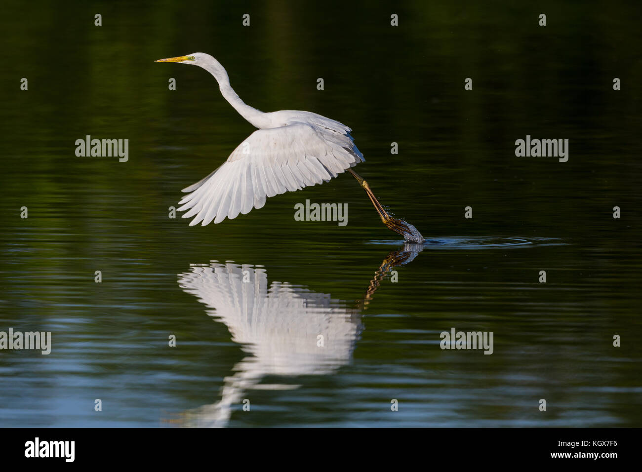 Natürliche Silberreiher (Egretta alba) Flügeln, die Füße im Wasser, Start, take-off Stockfoto