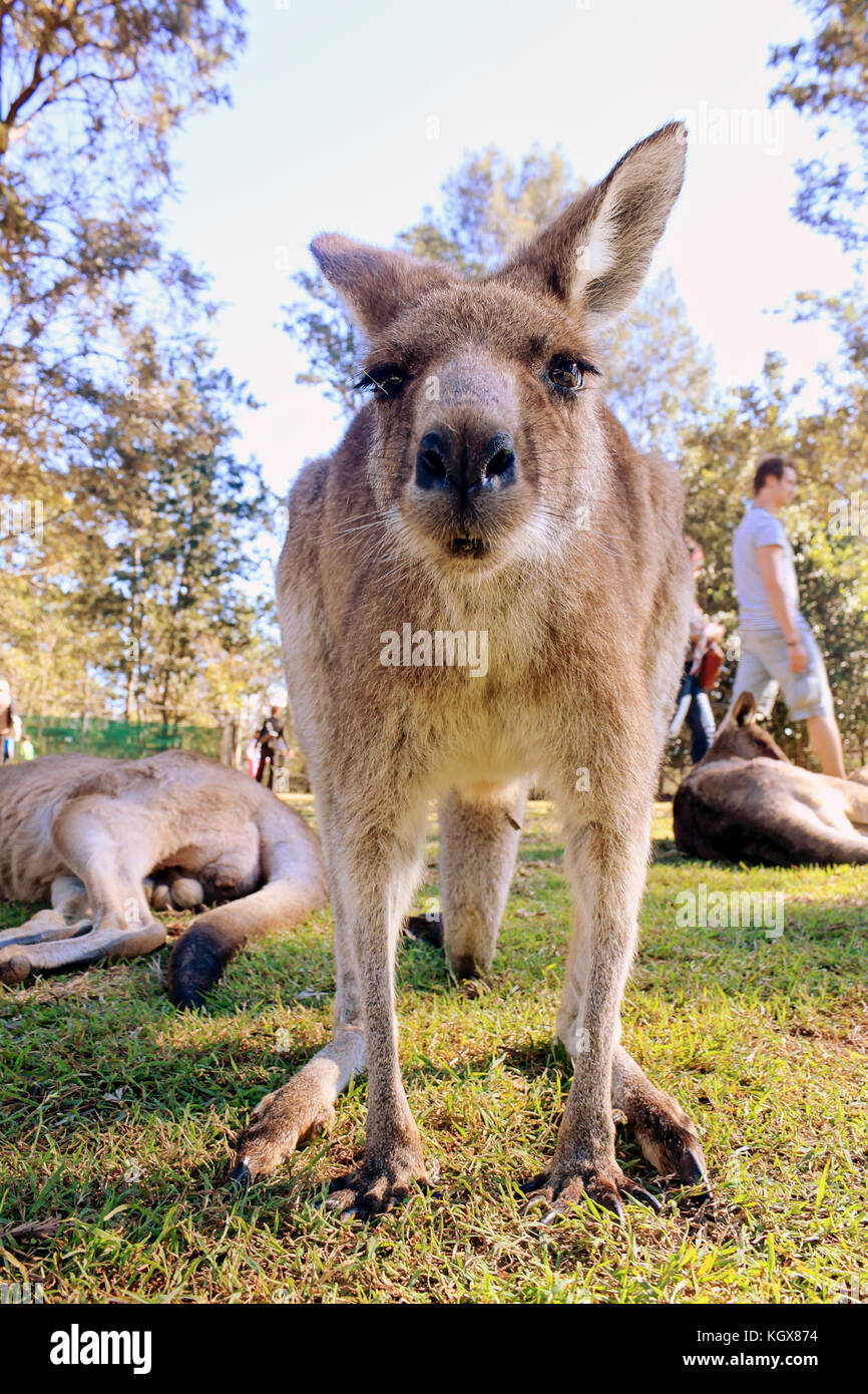 Nahaufnahme von Kangaroo in Lone Pine Koala Sanctuary in Brisbane am 18. Juli 2011 Stockfoto