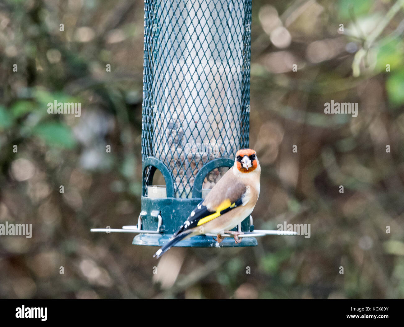 Goldfinch auf Garten Bird Feeder Stockfoto