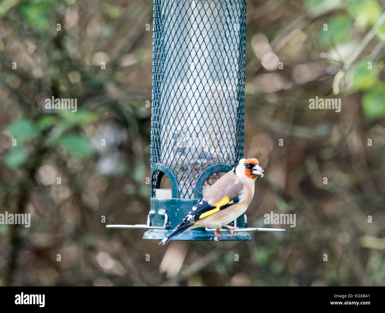 Goldfinch auf Garten Bird Feeder Stockfoto