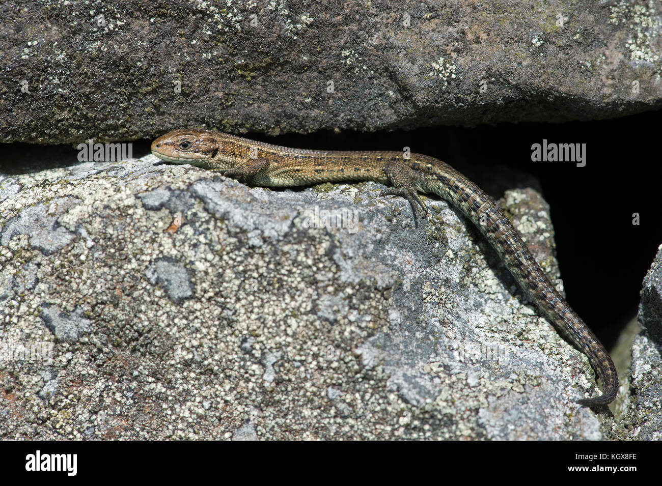 Lebendgebärenden Lizard (zootoca Vivipara) Stockfoto