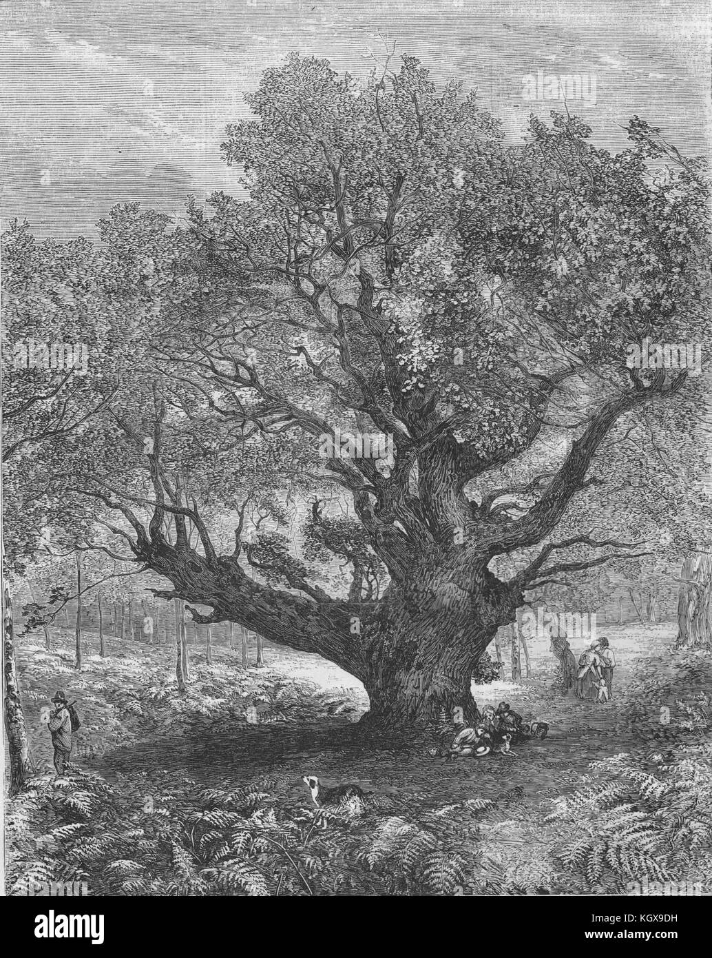 Ausstellung der Royal Academy. "Der Monarch Oak". Bäumen 1853. Die Illustrated London News Stockfoto