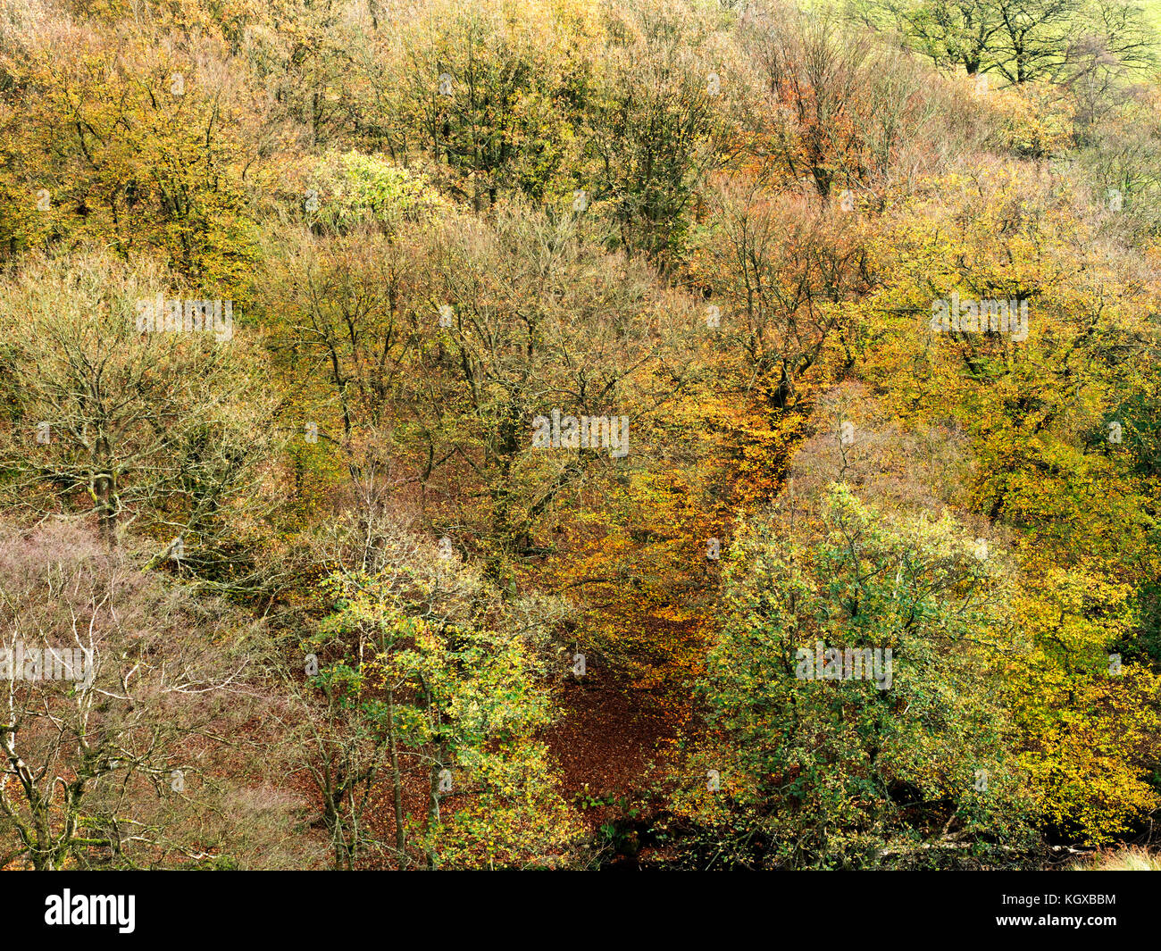 Bäume im Herbst in der Nähe von Dean Crimsworth Pecket gut Hebden Bridge West Yorkshire England Stockfoto