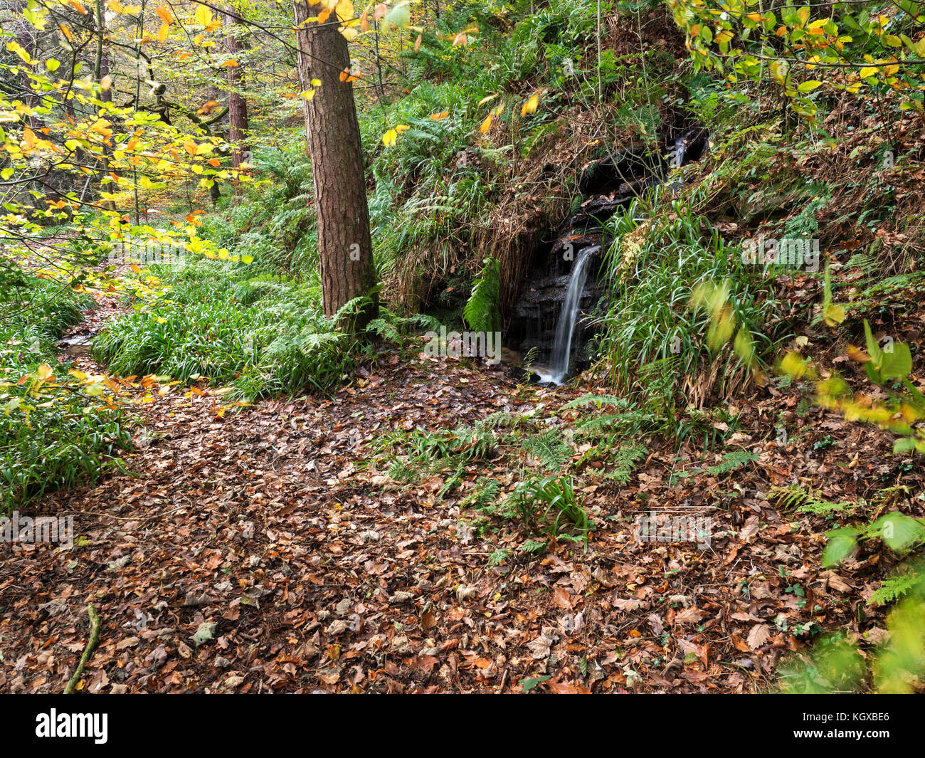 Kleiner Wasserfall und gefallenen Blätter in Abel Cote Holz im Herbst in der Nähe von Pecket gut Hebden Bridge West Yorkshire England Stockfoto