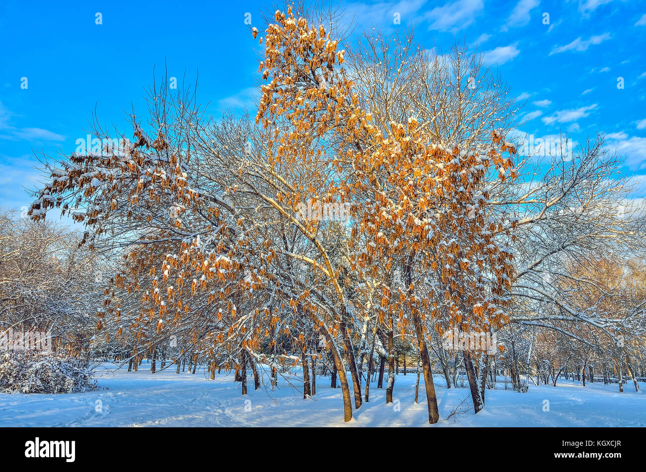 Schnee bedeckt Ahorn (ácer negúndo) mit goldenen Samen auf die Niederlassungen in Winterlandschaft an schönen Winter sonniger Tag mit strahlend blauem Himmel Stockfoto