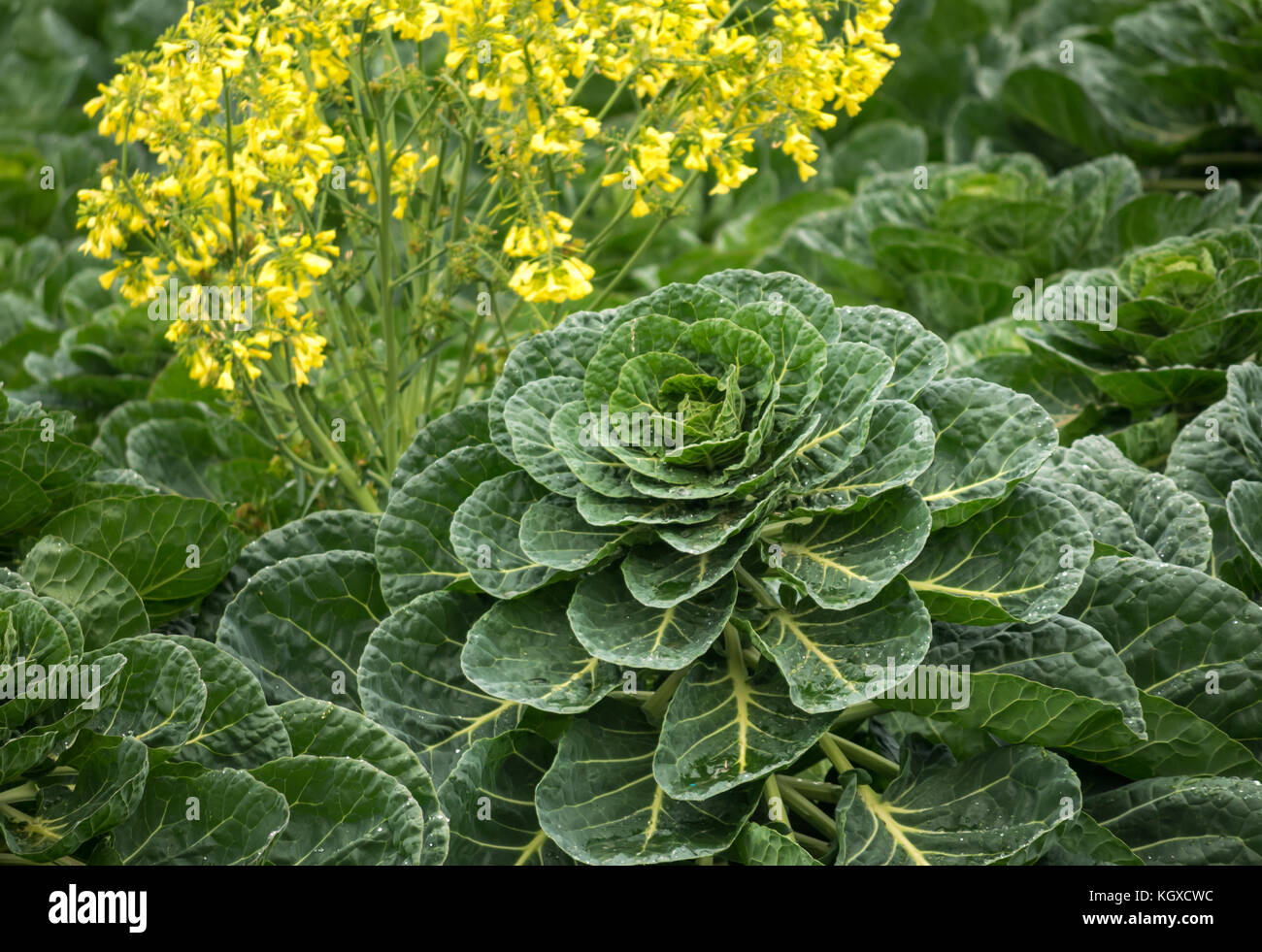 Nahaufnahme von Rosenkohl Pflanze, Brassica oleracea, wachsen im Getreidefeld mit gelb blühenden Unkraut, East Lothian, Schottland, Großbritannien Stockfoto